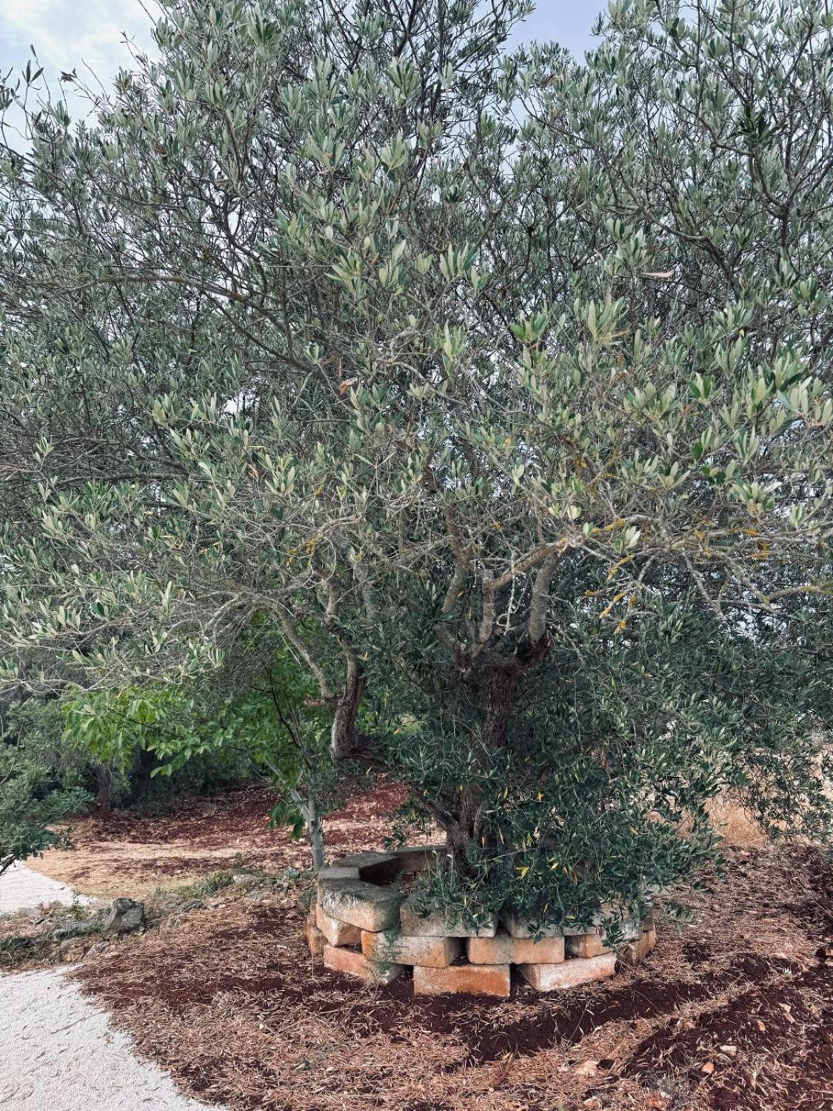 Trulli Camaris