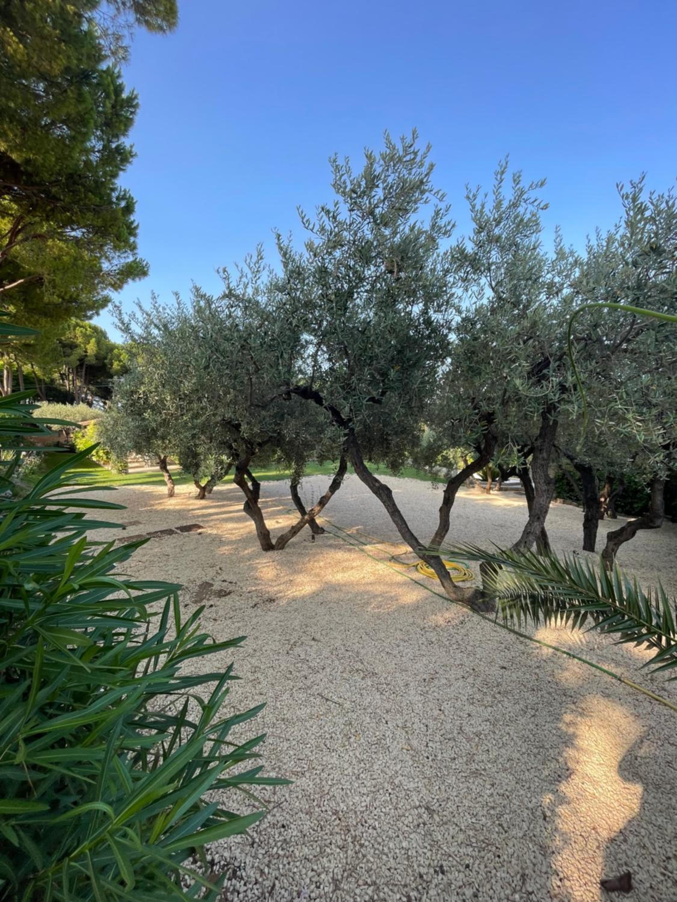 La BouganVillea