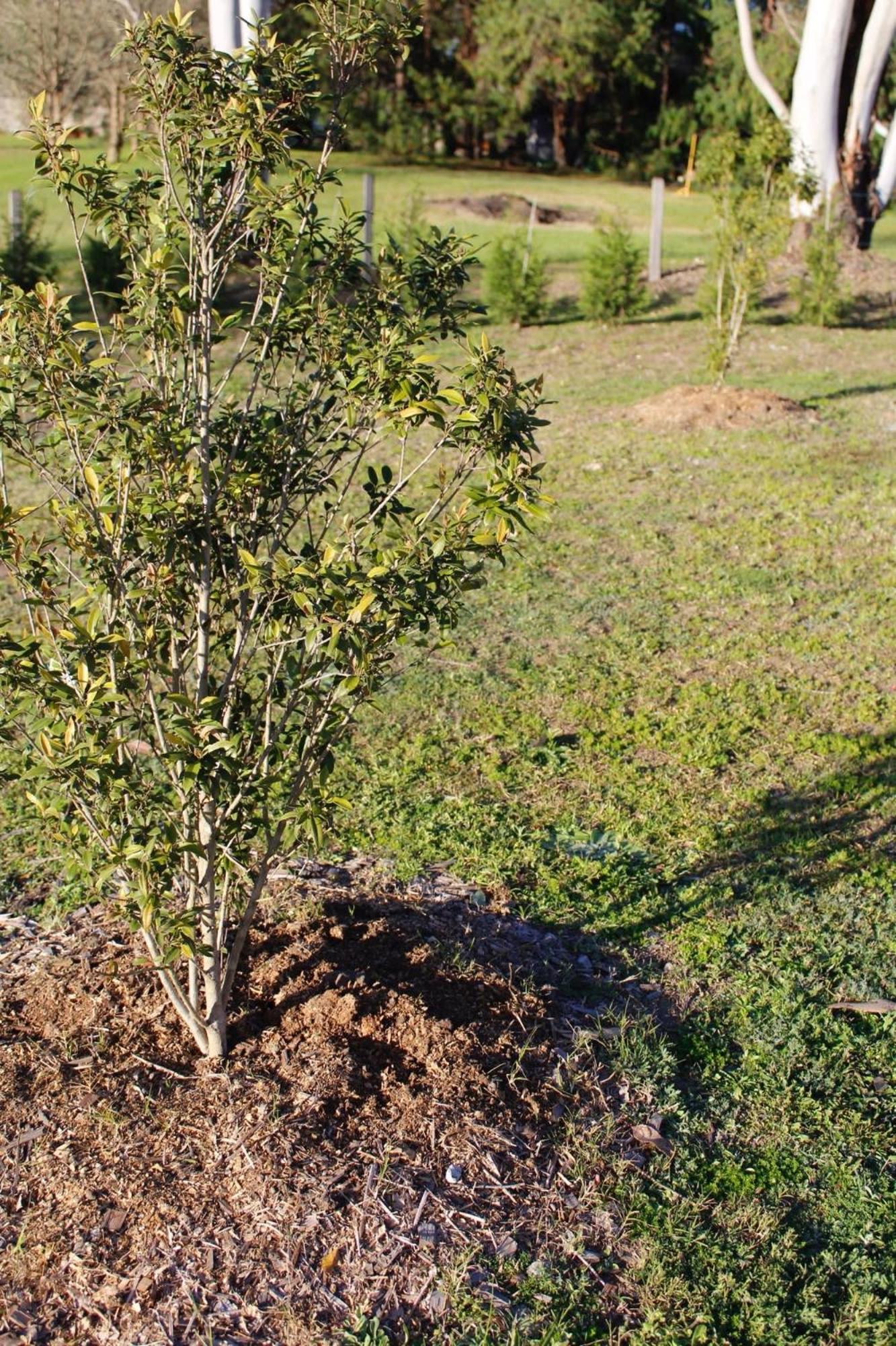 The Big Wollombi Wanderer