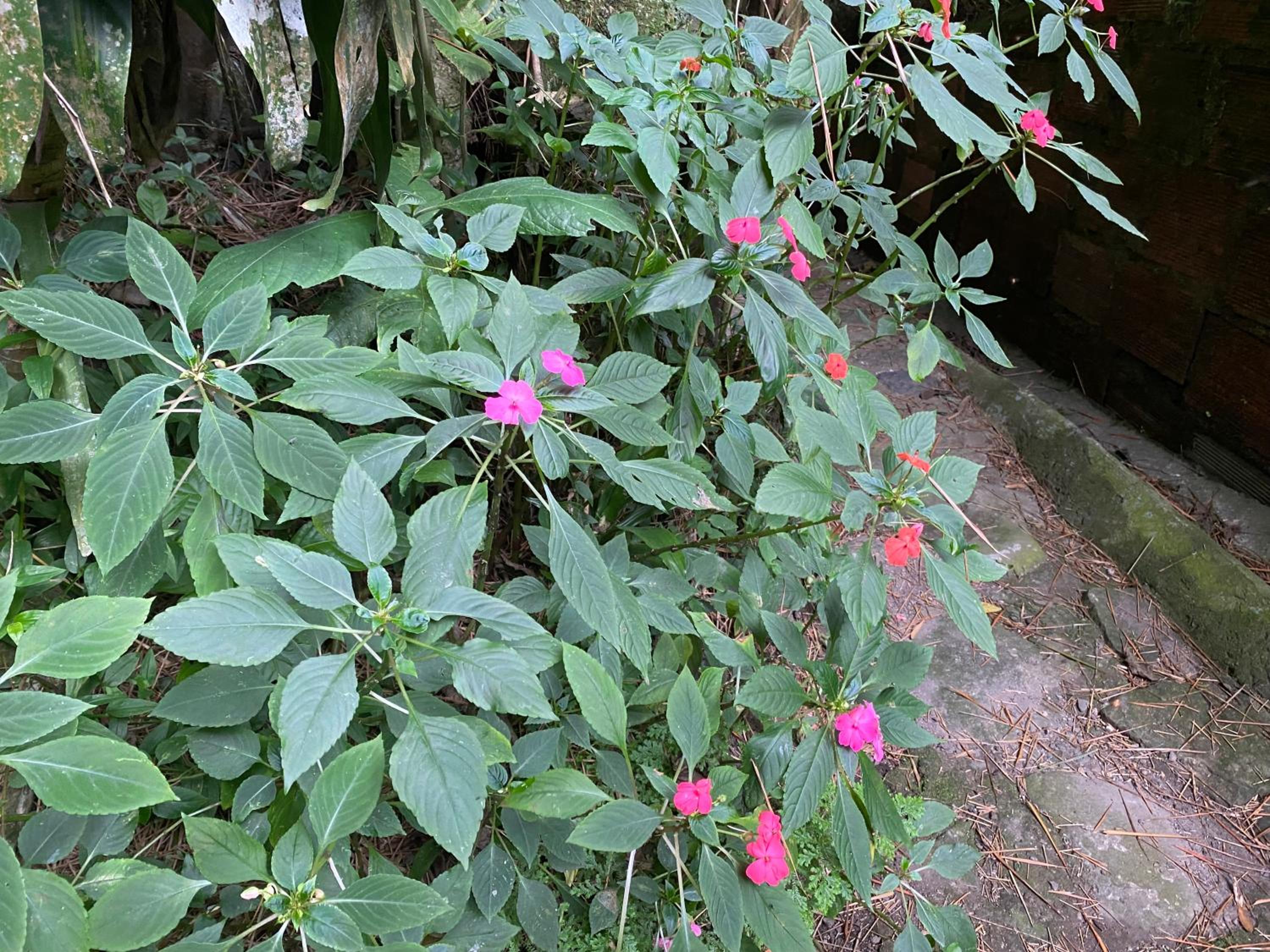 Finca El Remanso La Vega