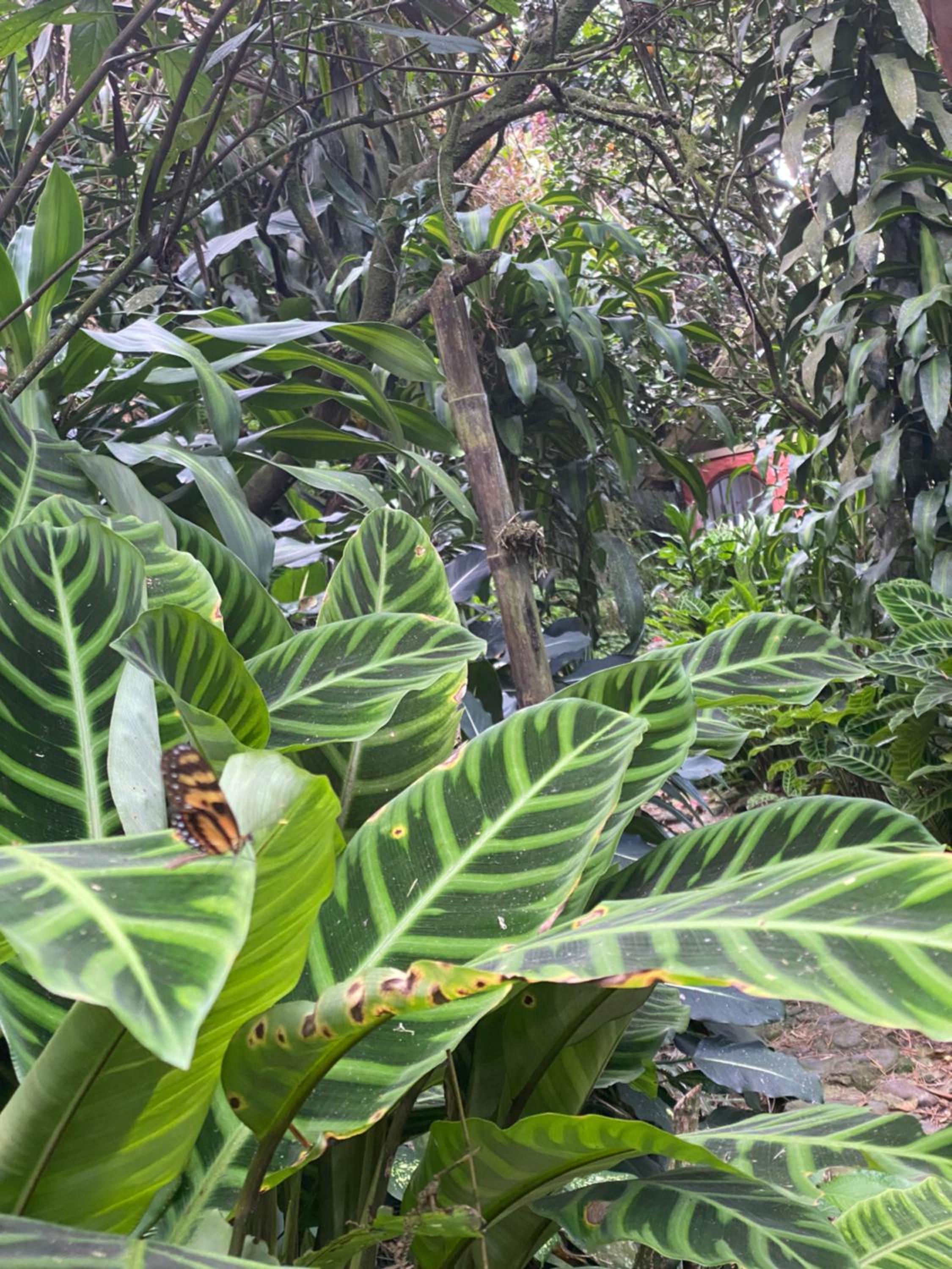 Finca El Remanso La Vega