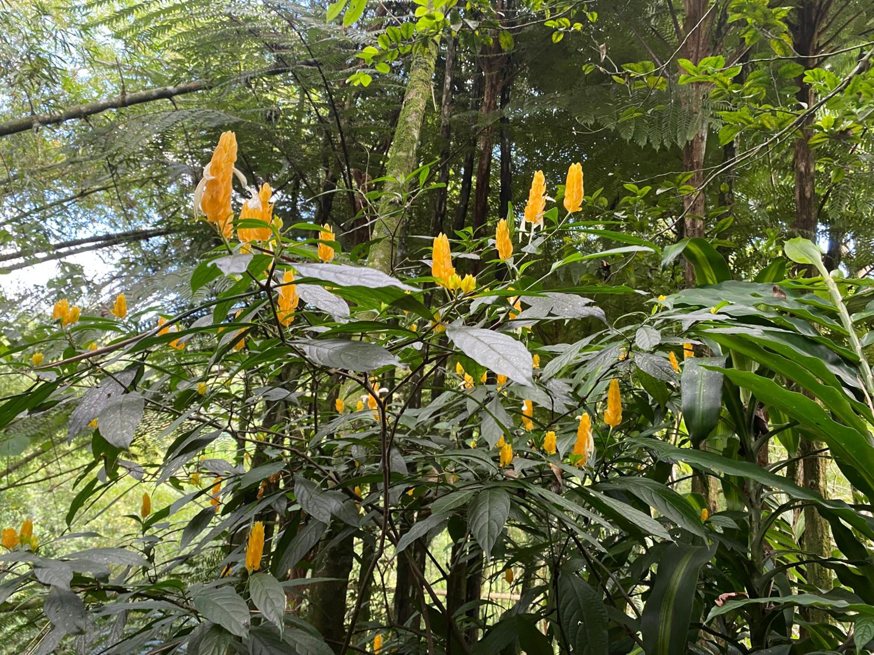 Finca El Remanso La Vega