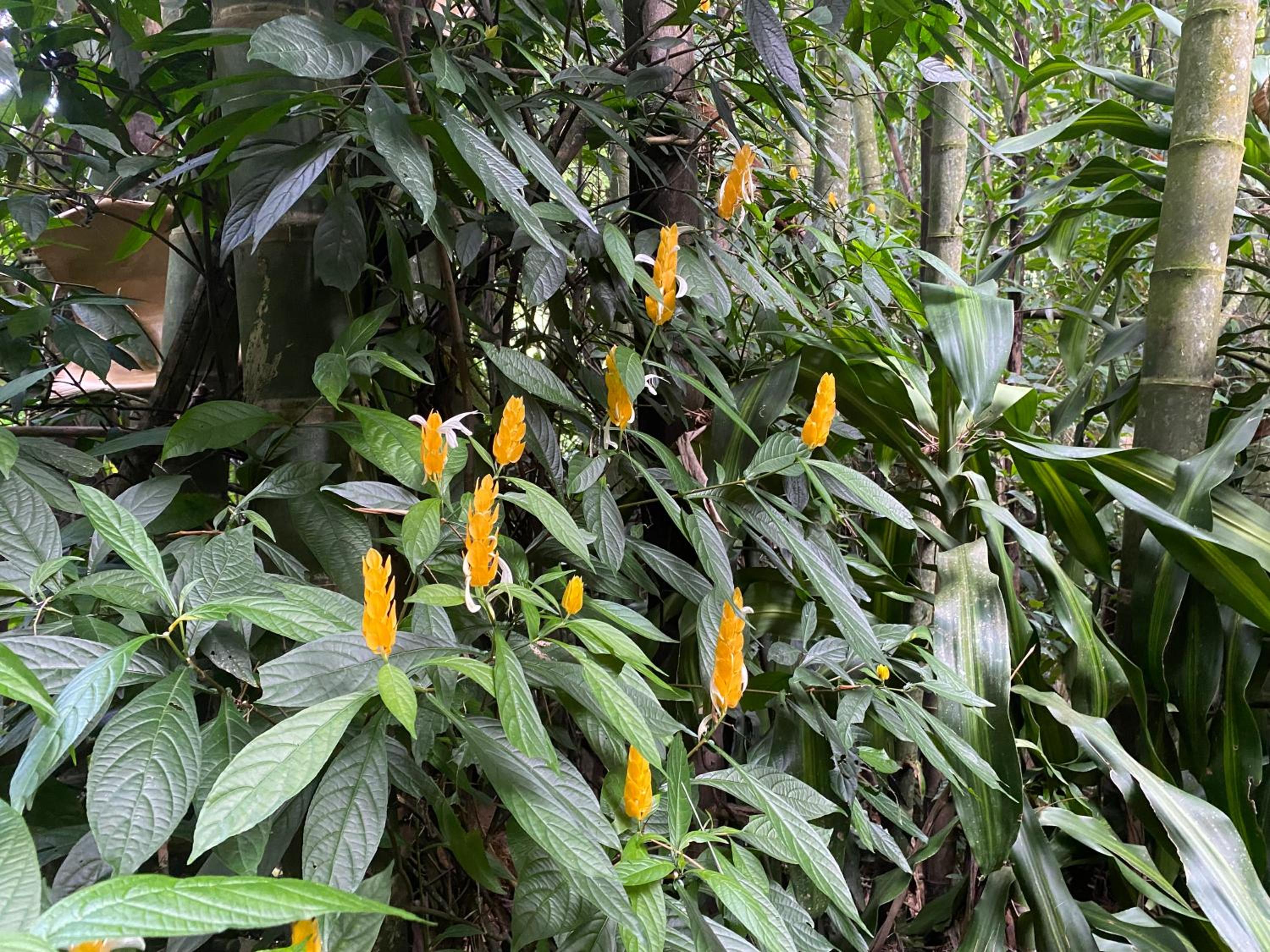 Finca El Remanso La Vega