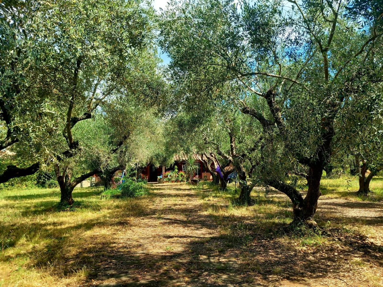 all'ombra degli olivi view 3