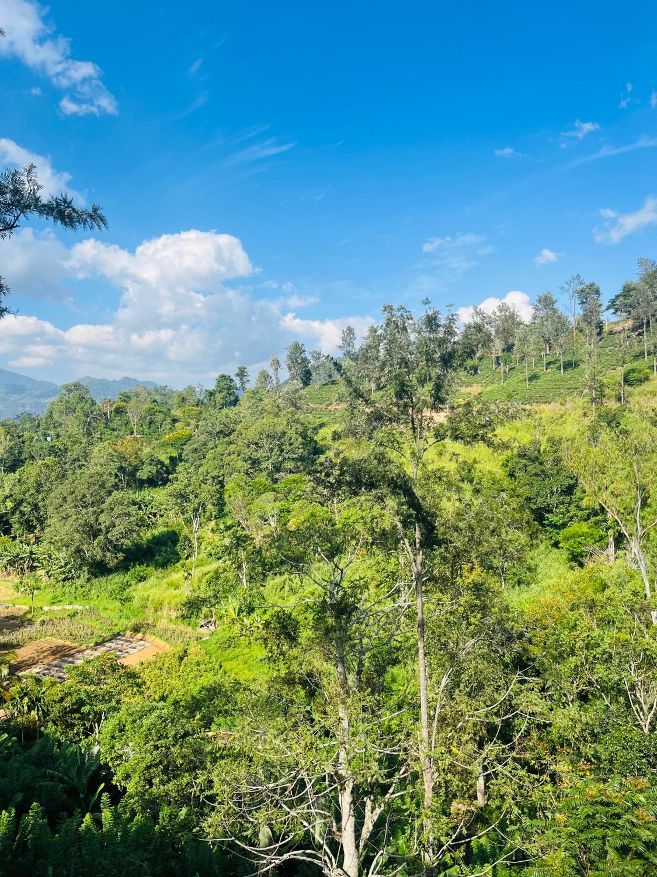 Viyanga Homestay
