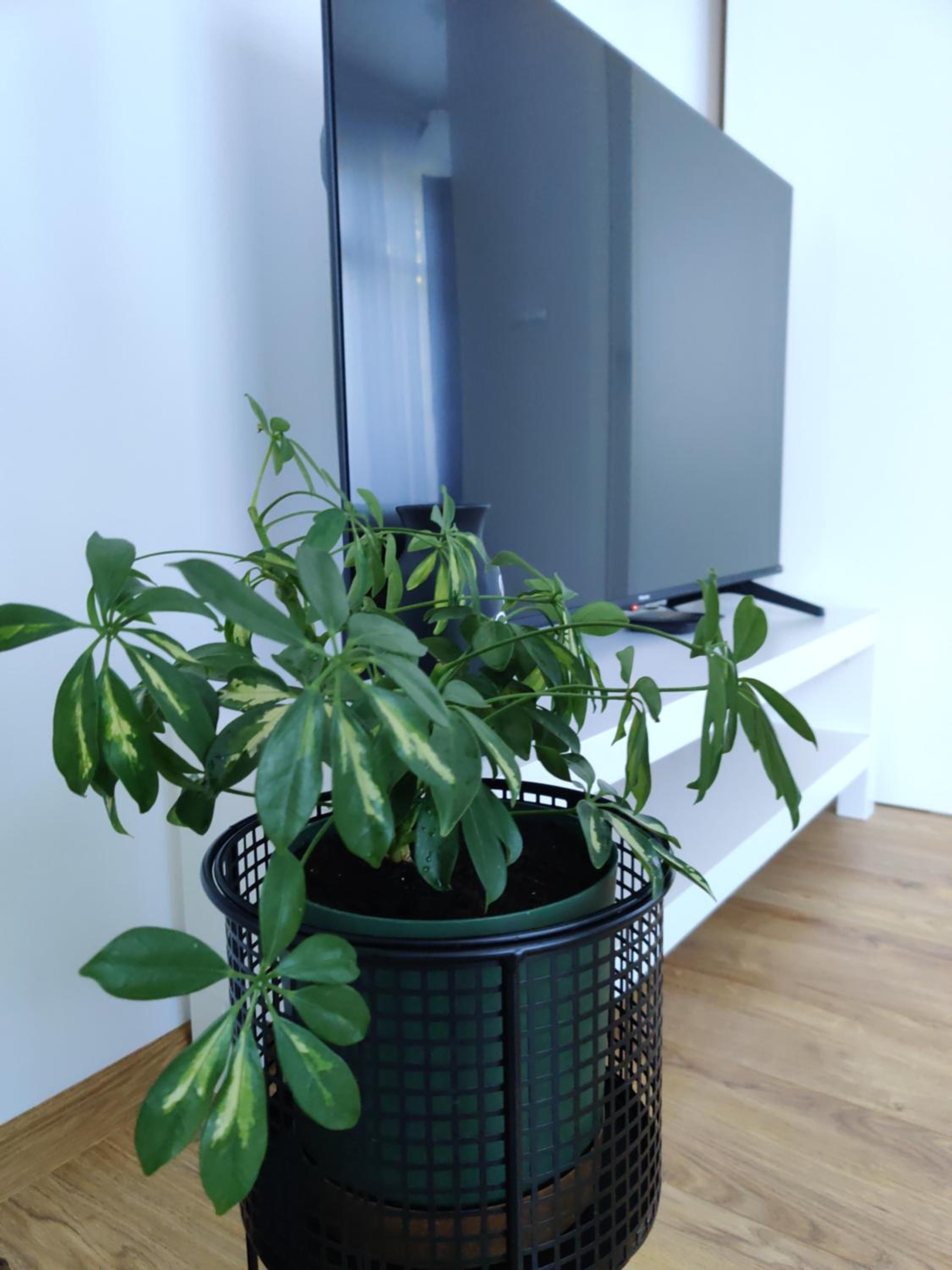Studio apartman Azra