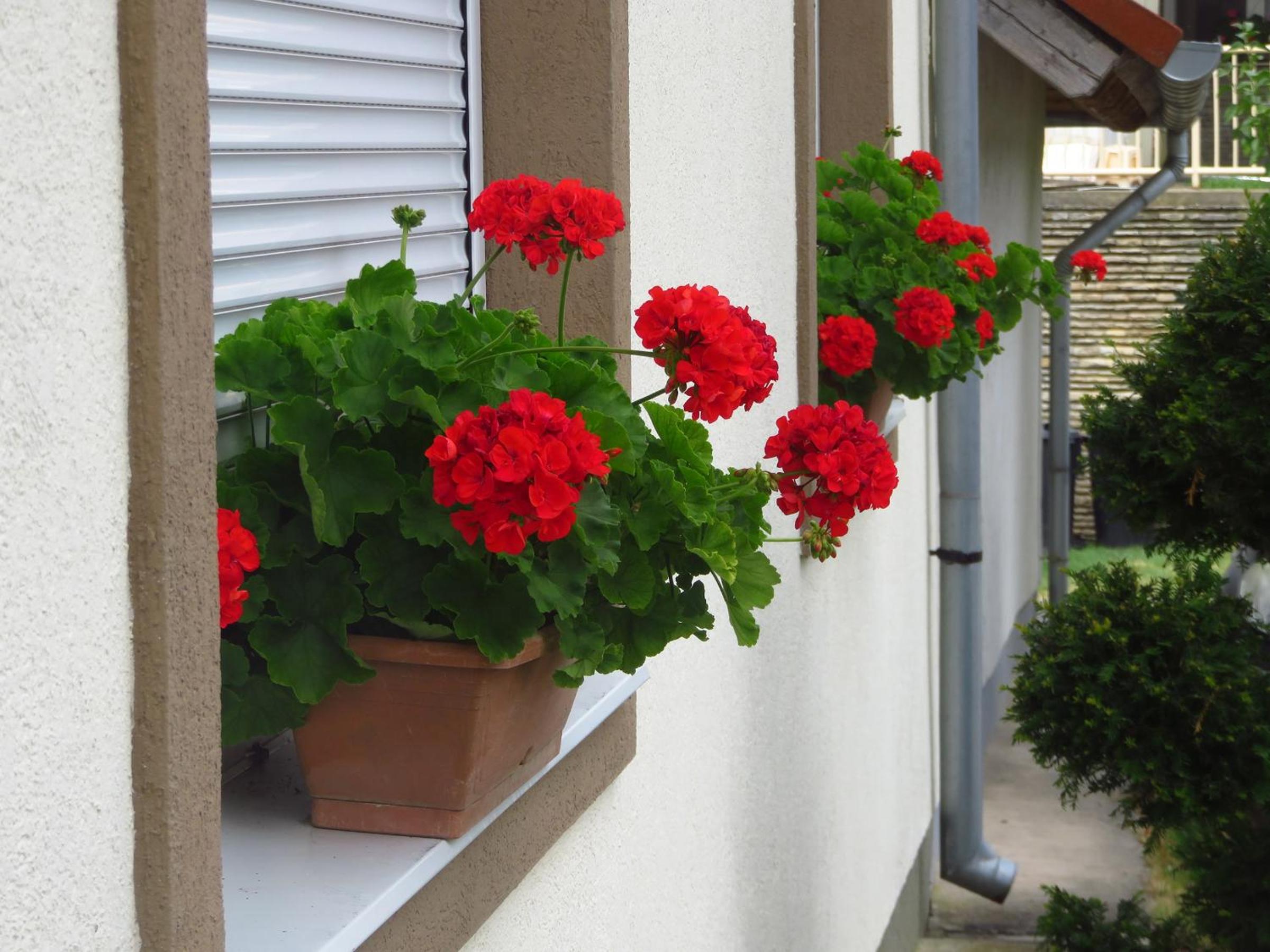 Kővirág Apartman view 3