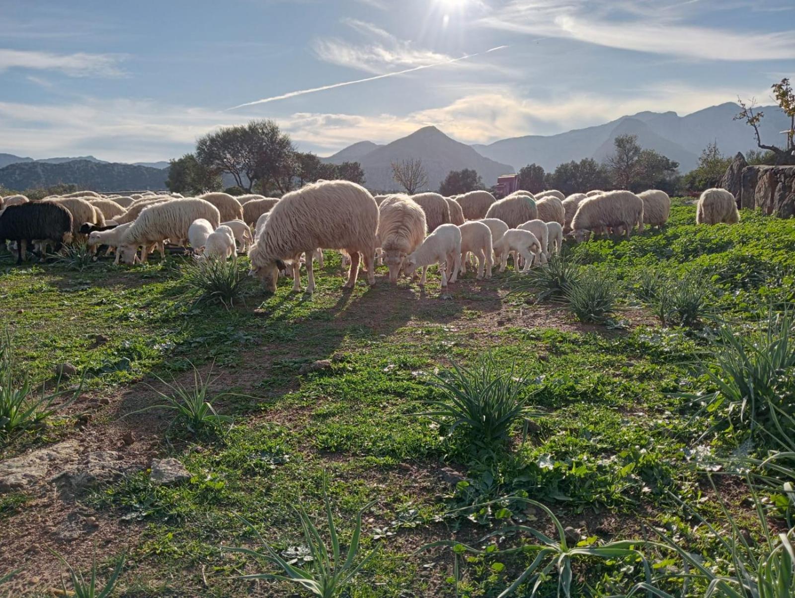 Agriturismo Sa Murta Dorgali