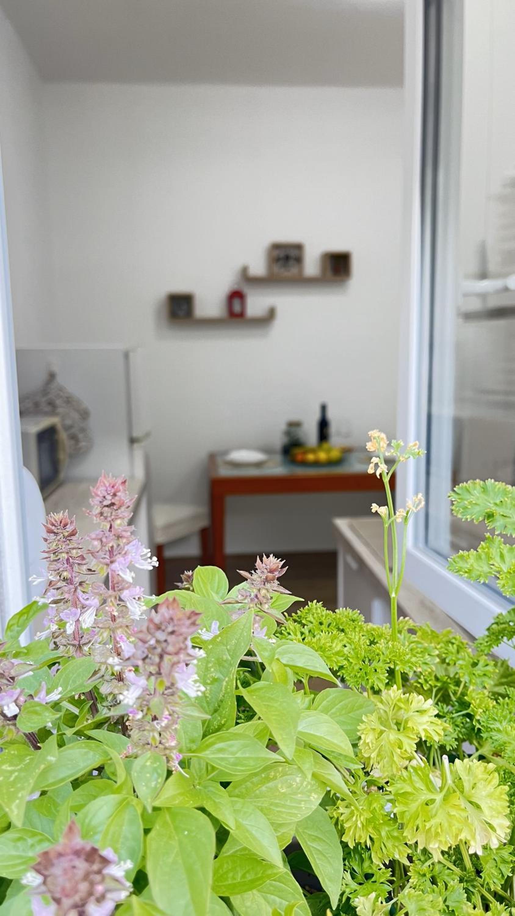 Apartman Lingo