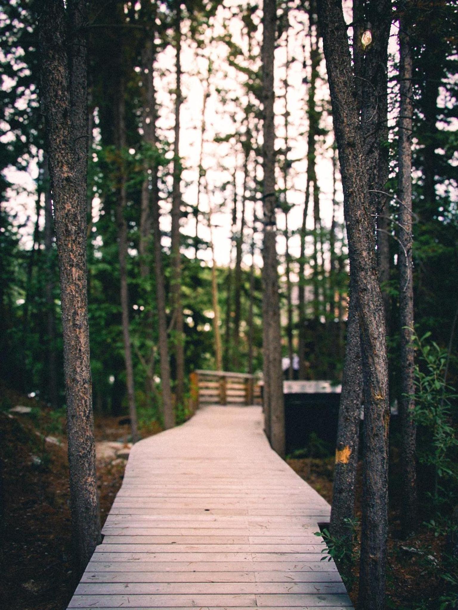Black Spruce - Orange Door