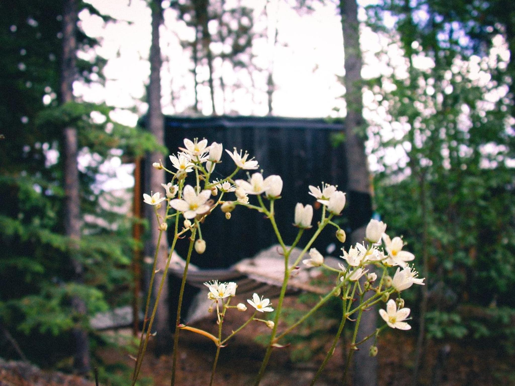 Black Spruce - Orange Door