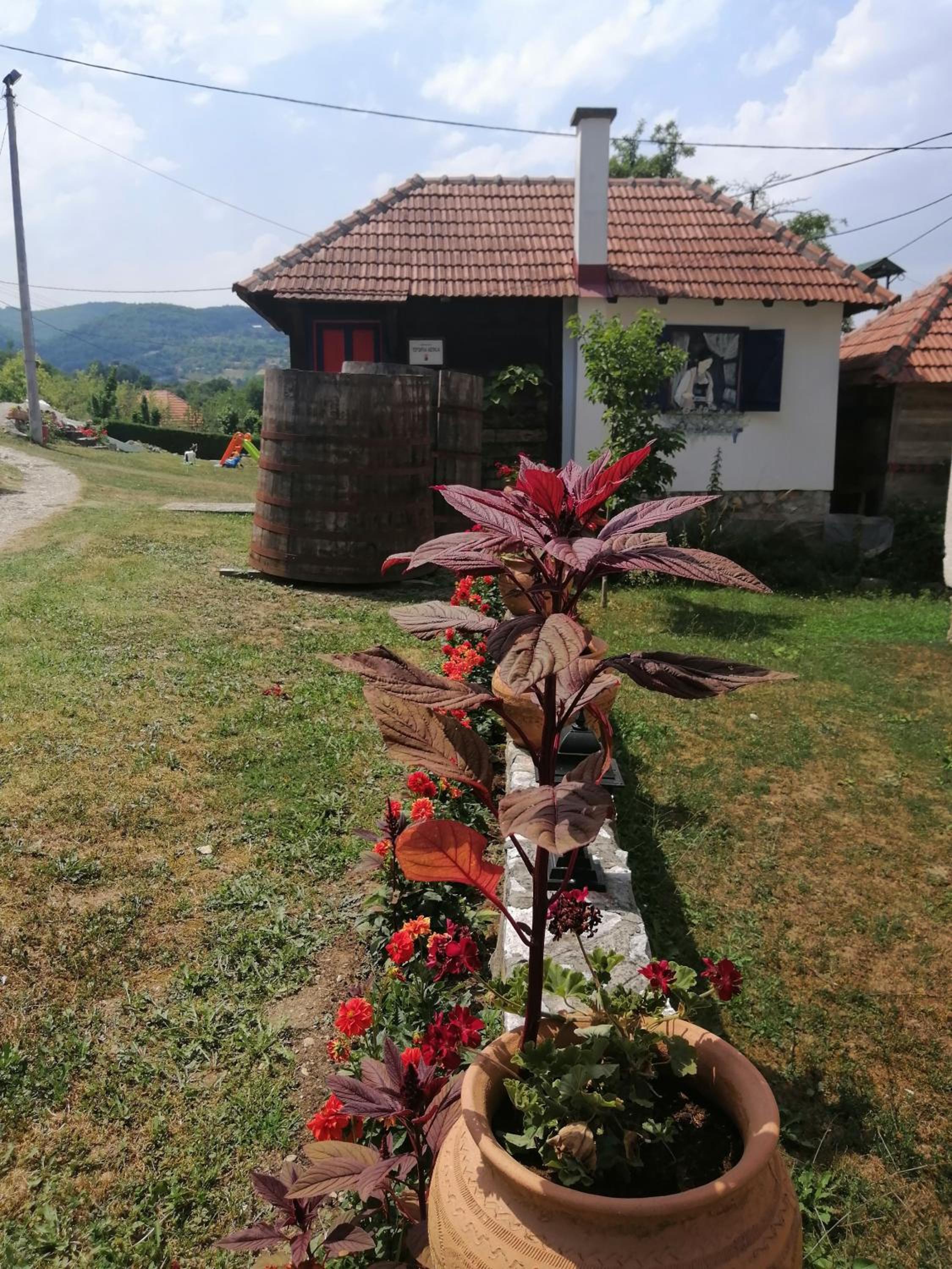 Terzica avlija