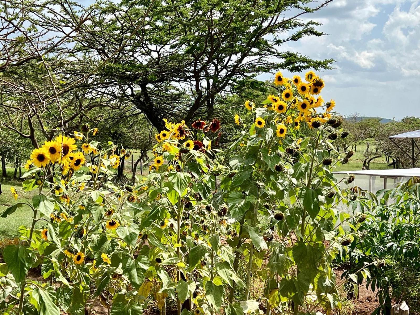 2 Authentic Mara Bush Cottages view 5