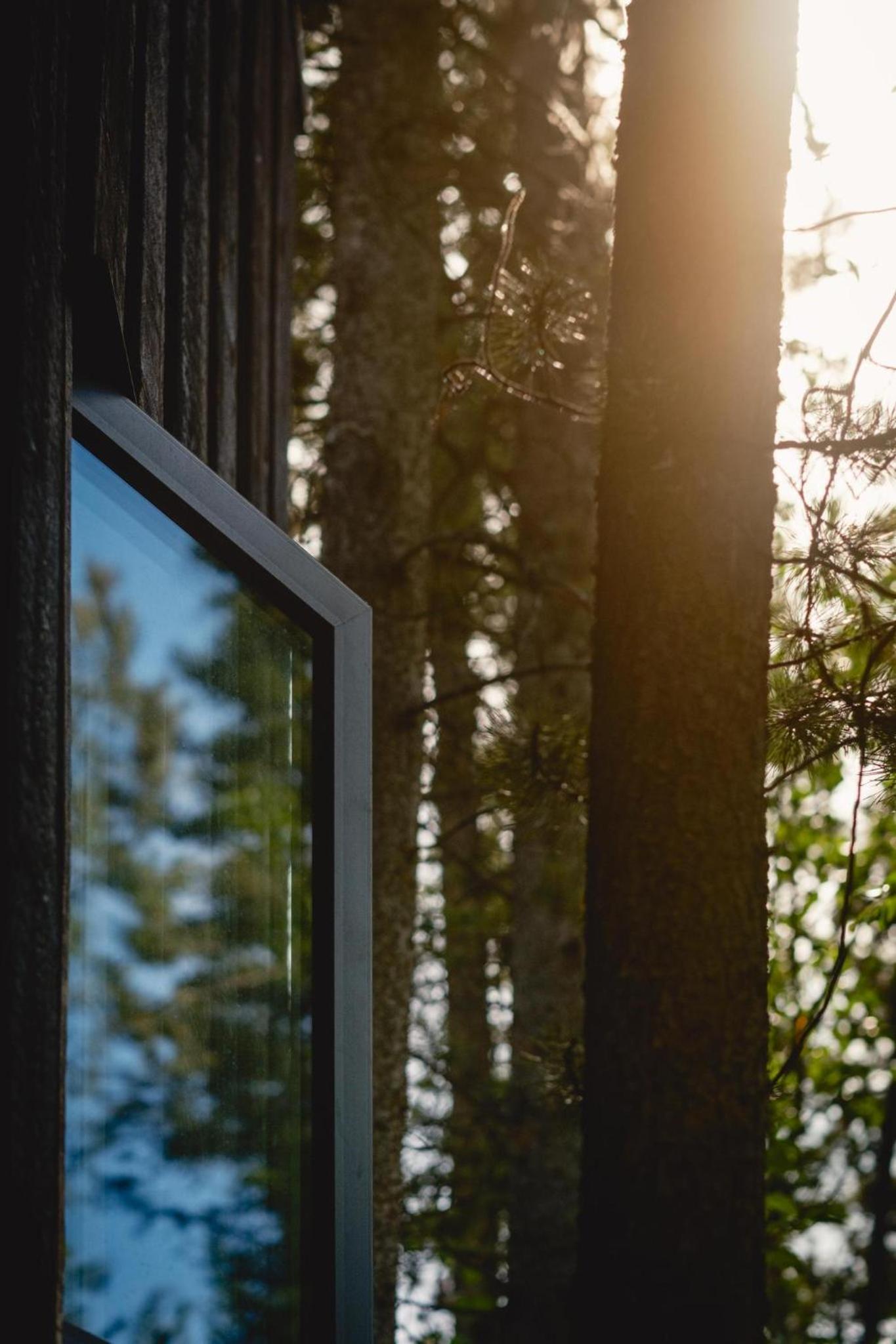 Black Spruce - Yellow Door