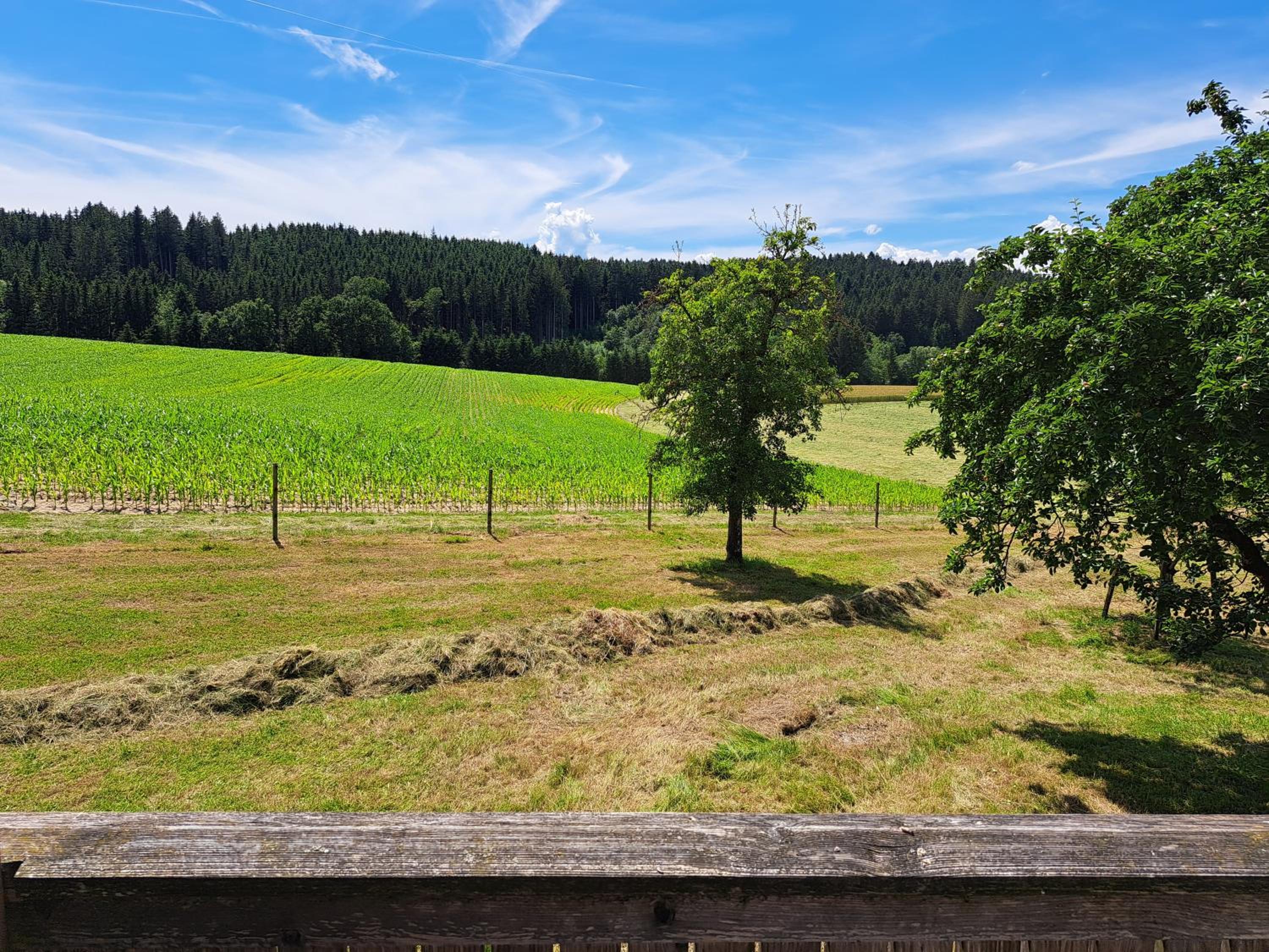 Haus Waldblick