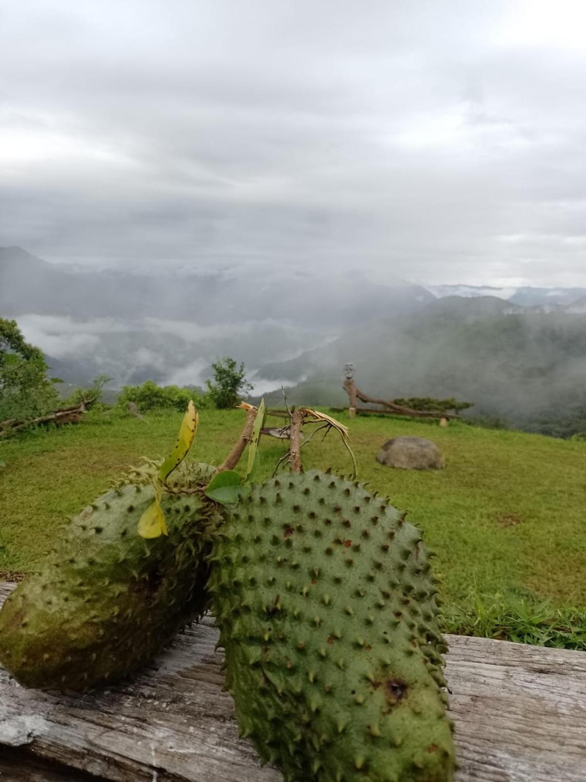 Finca La Palma