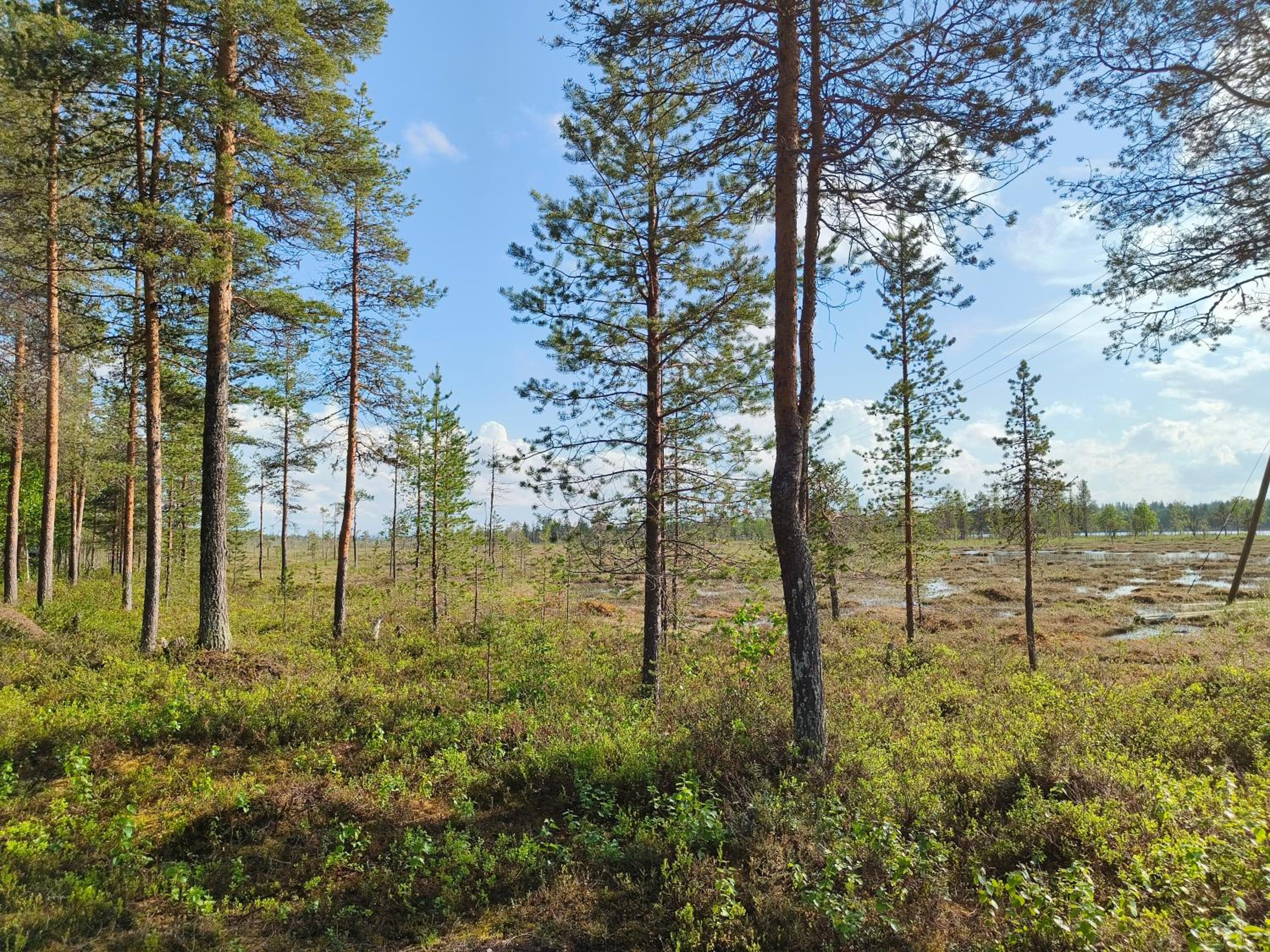 Vähäreinari, mökki Ylläksellä