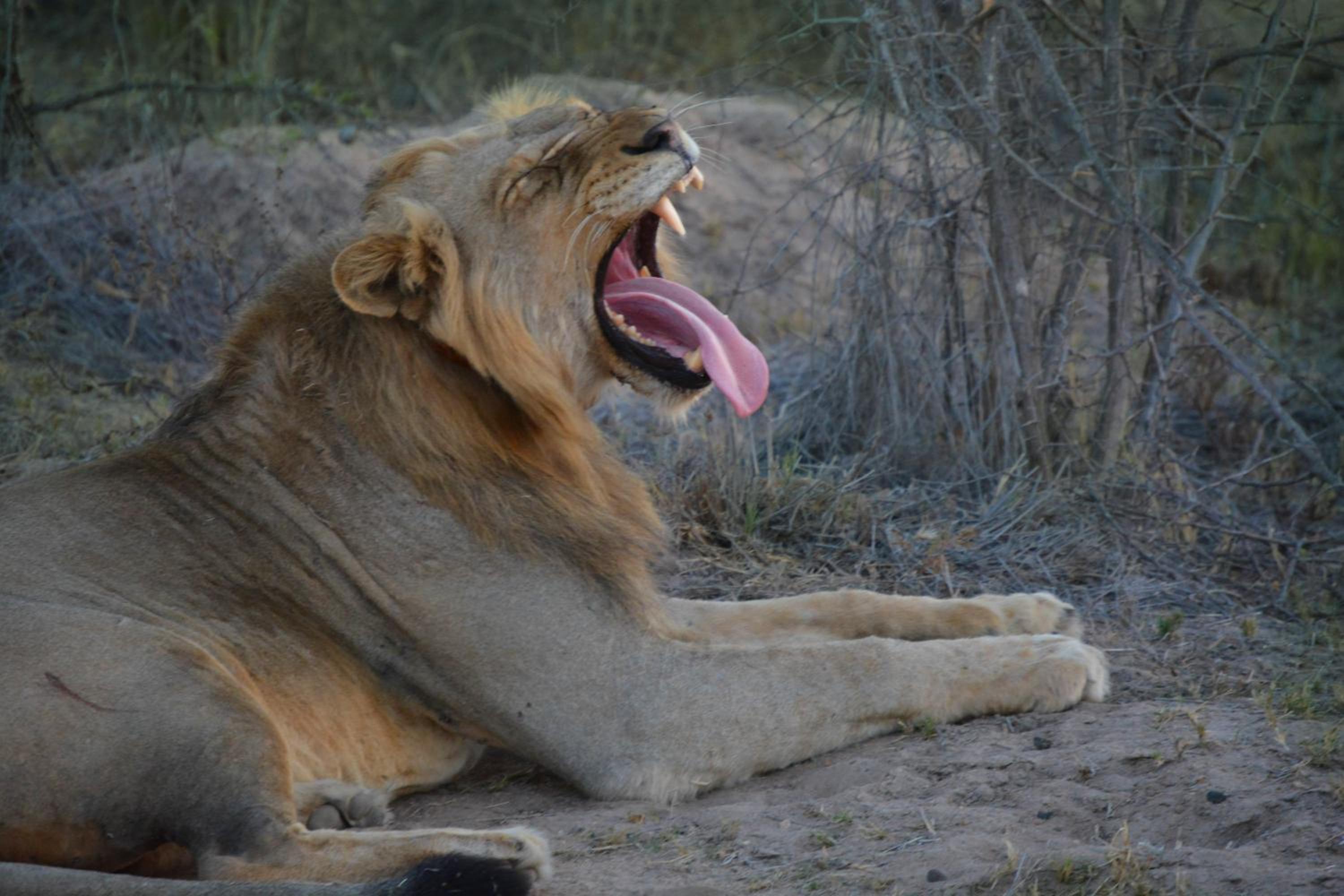 AM Lodge - Hoedspruit
