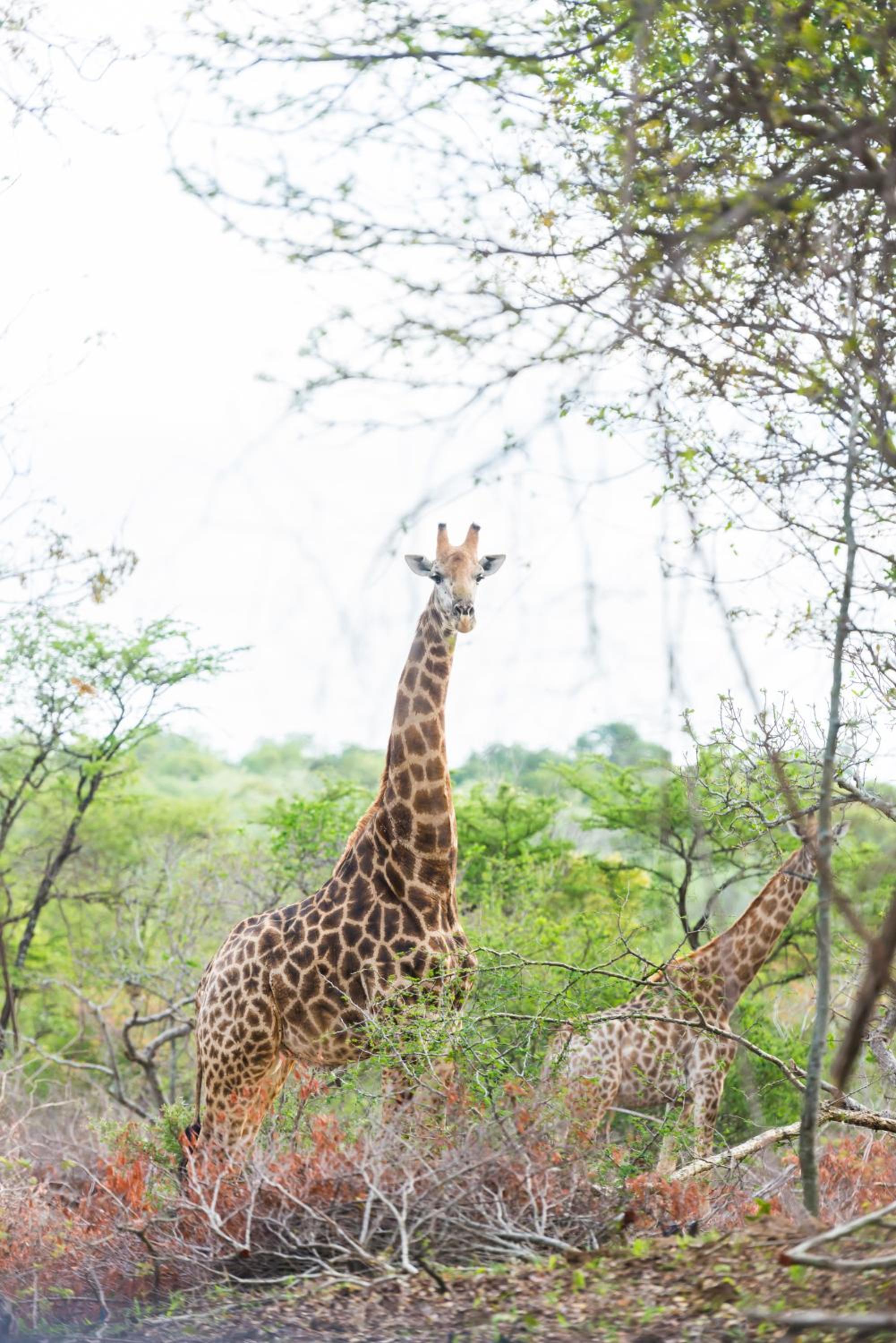 AM Lodge - Hoedspruit