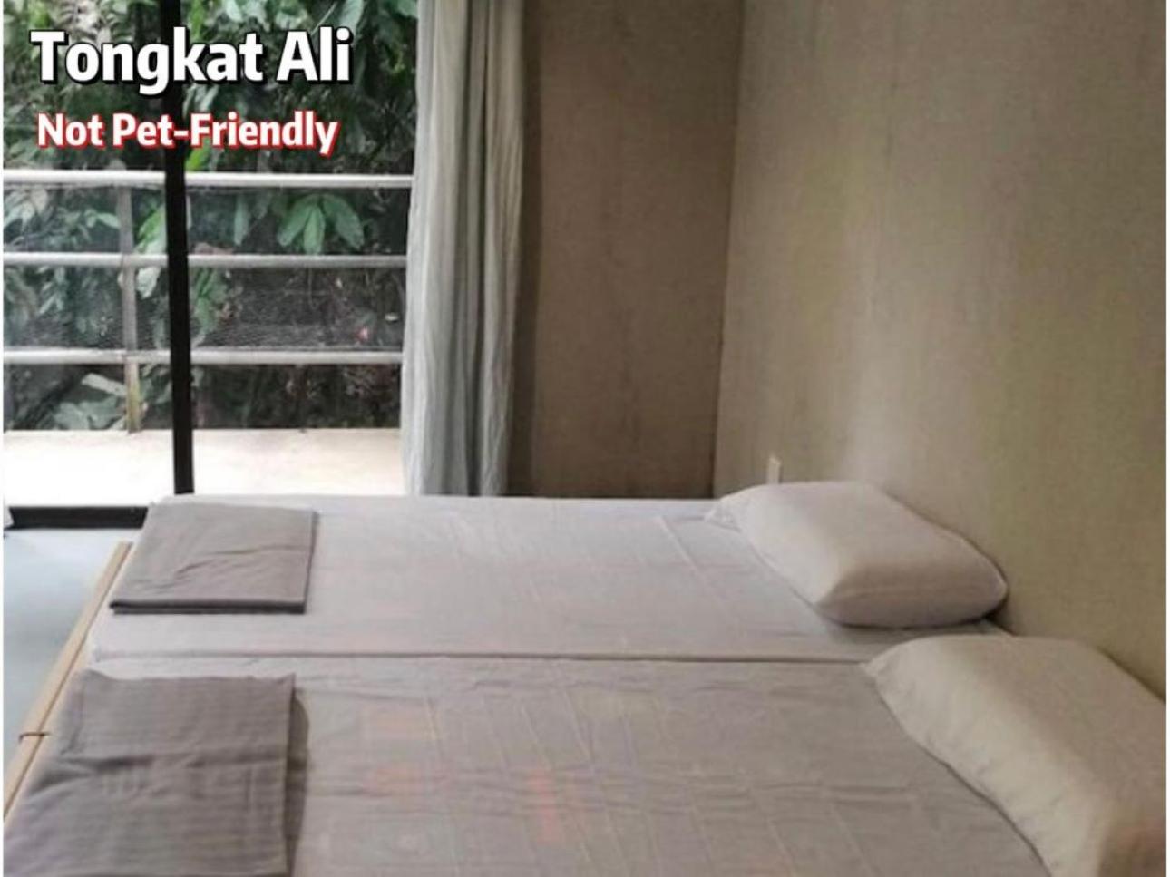 Gibbon Retreat Bentong photo 8