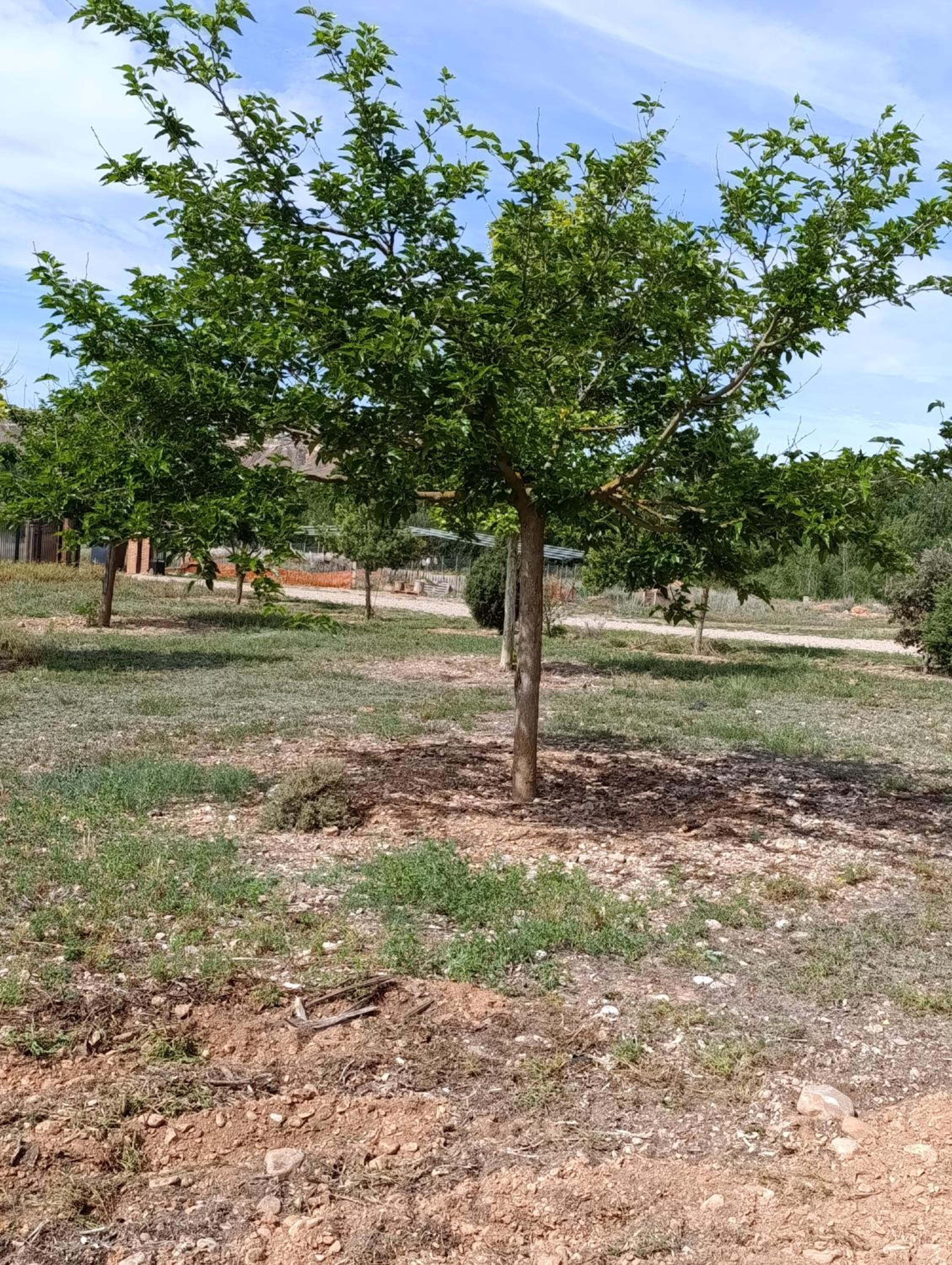 Casa Rural Teruel Alfambra LA DESHILLA
