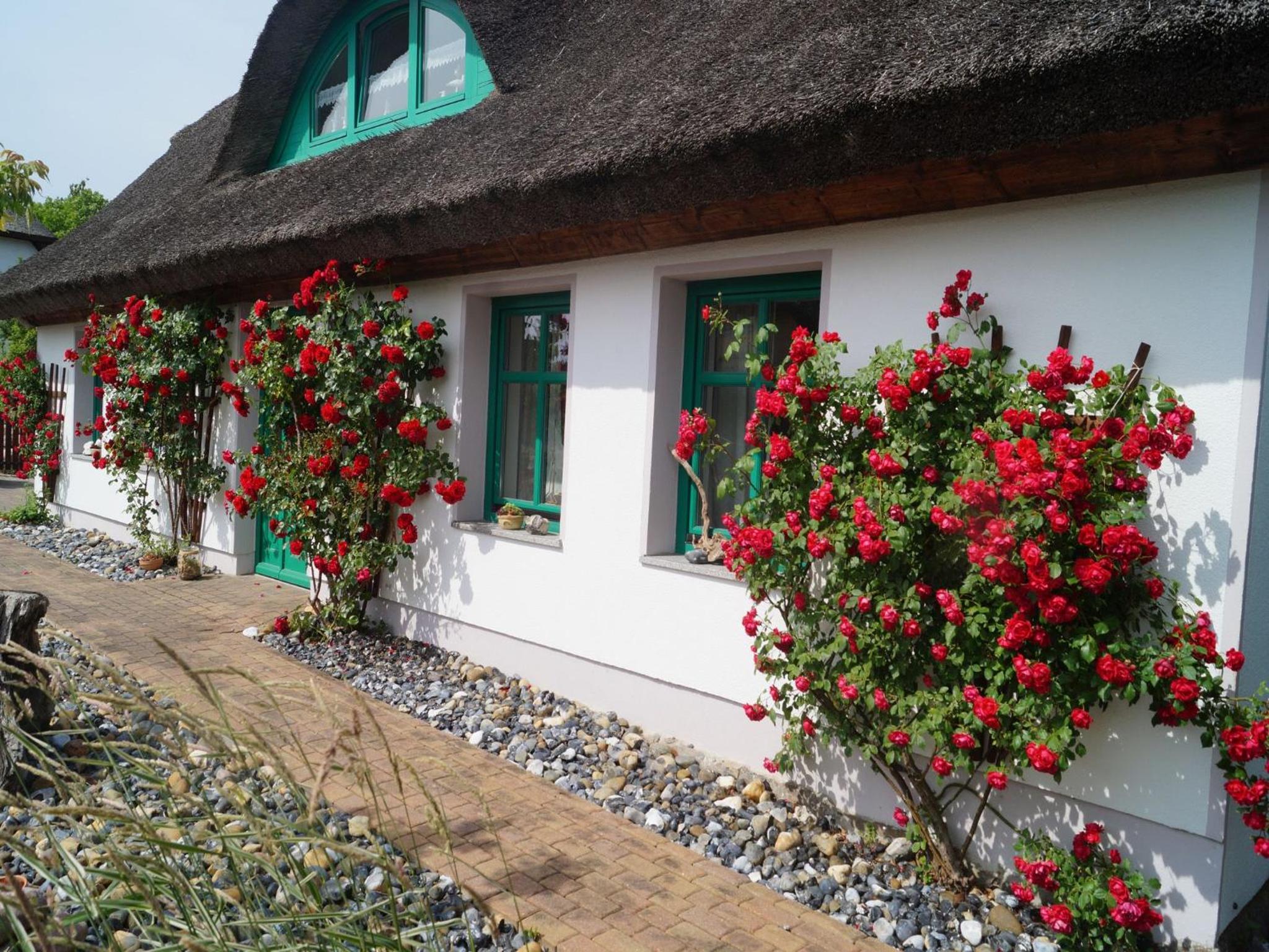 Haus Ostseerose - Ferienwohnungen