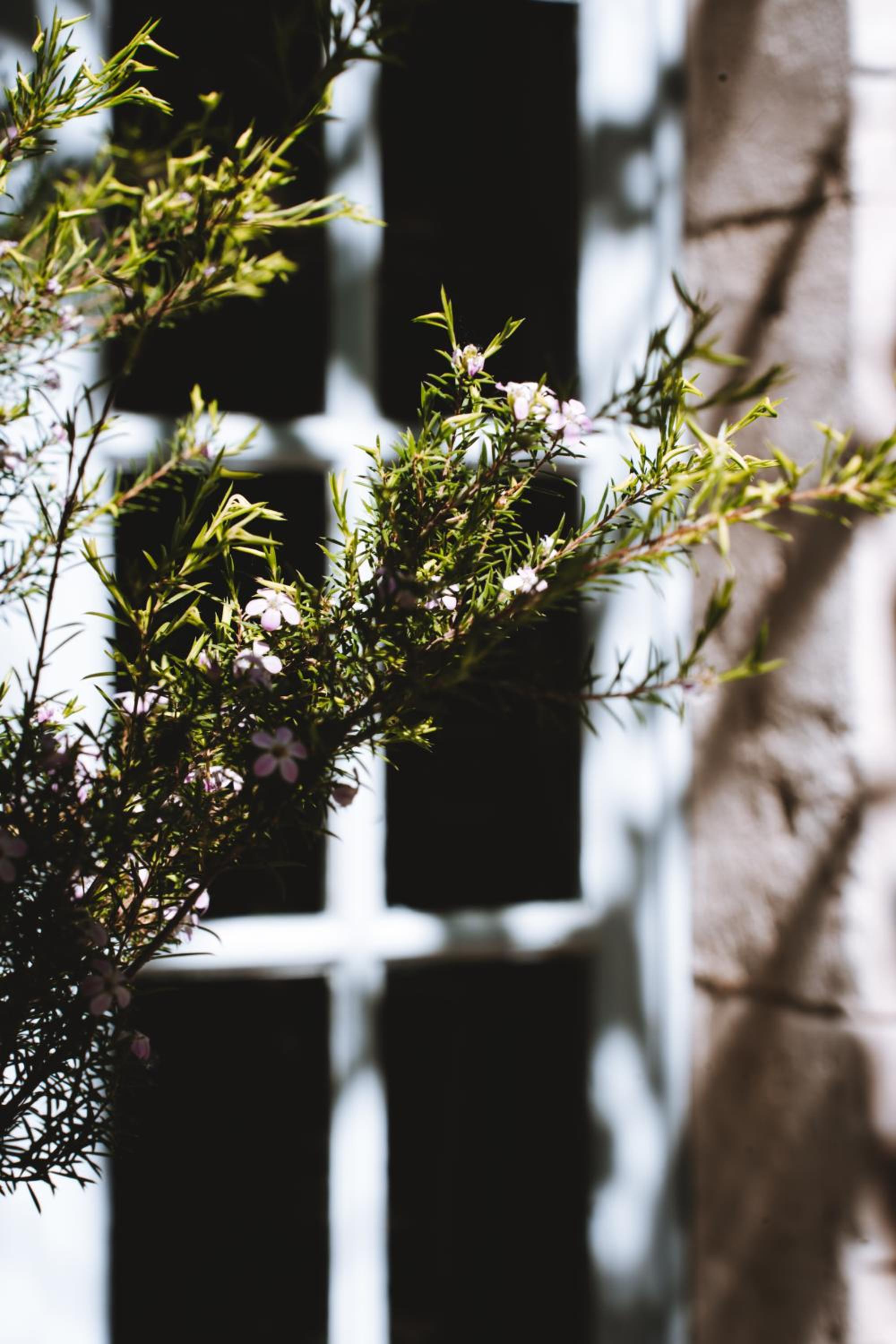 Bastide Rose, photo 9