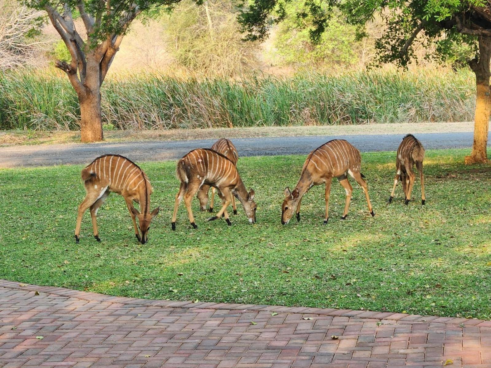 Ekuthuleni River Front Chalets Hoedspruit