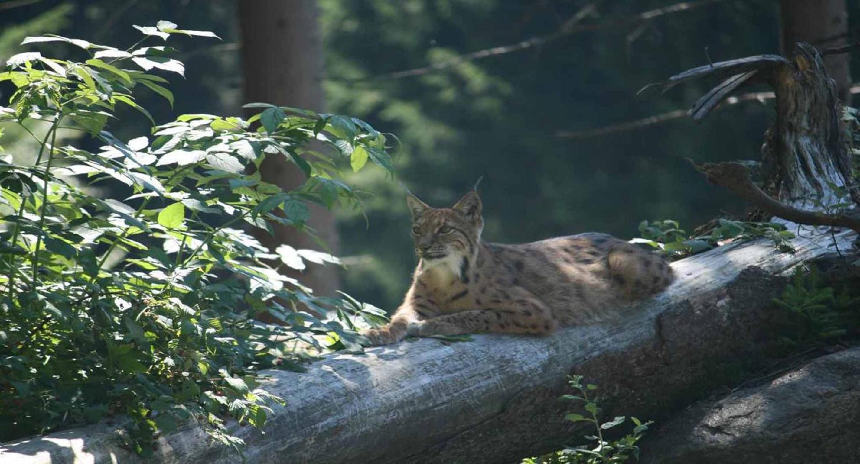 Photo 36