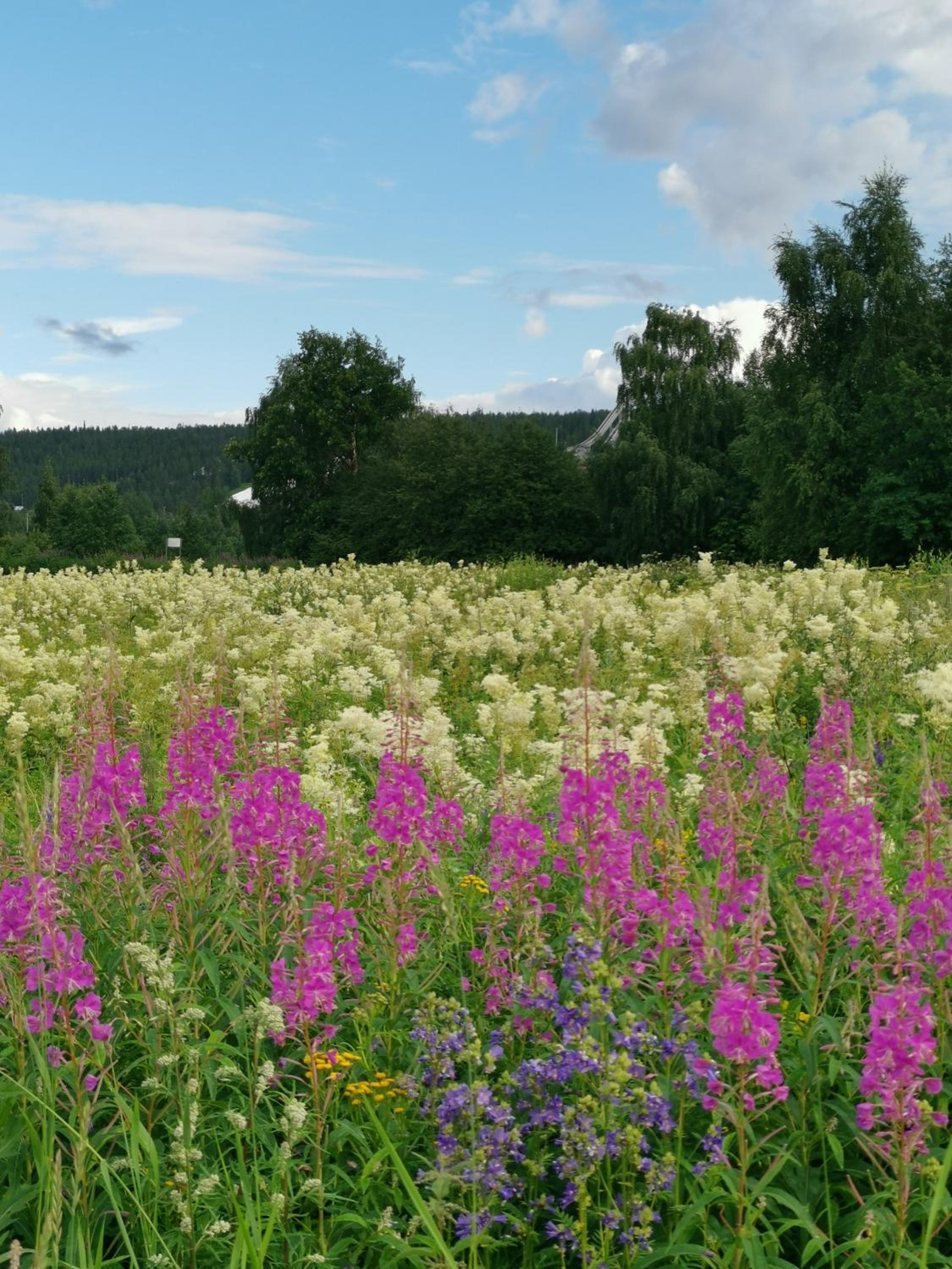 Rovaniemi - quality detached house with sauna nearby services