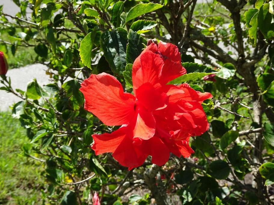 Florida Bella Rosa near IMG Academy & beaches view 3