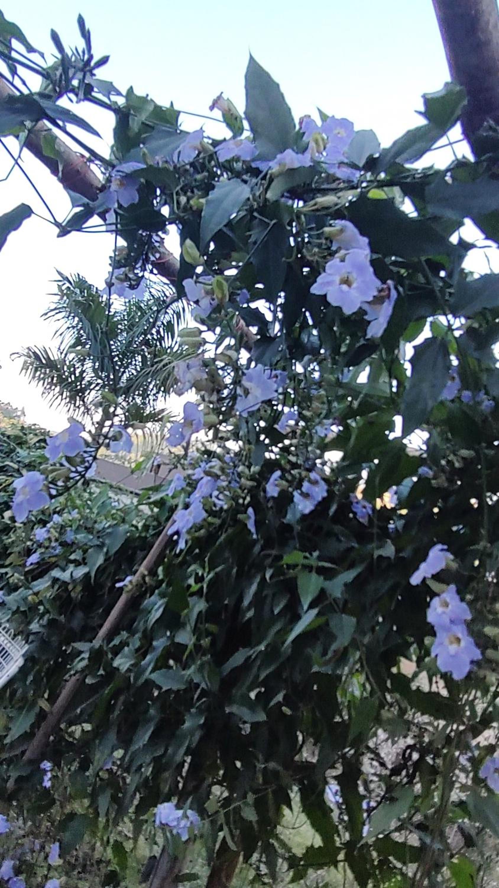 Recanto Duas Rosas