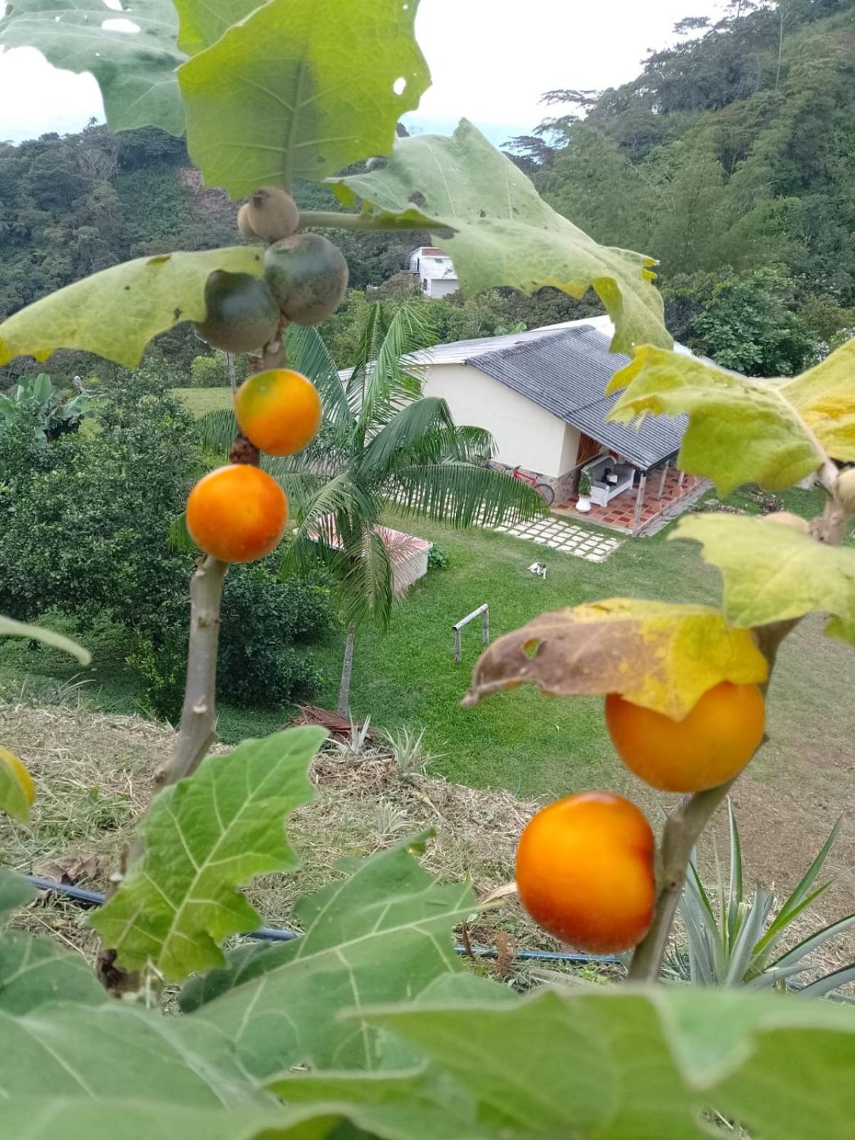 Finca La Palma
