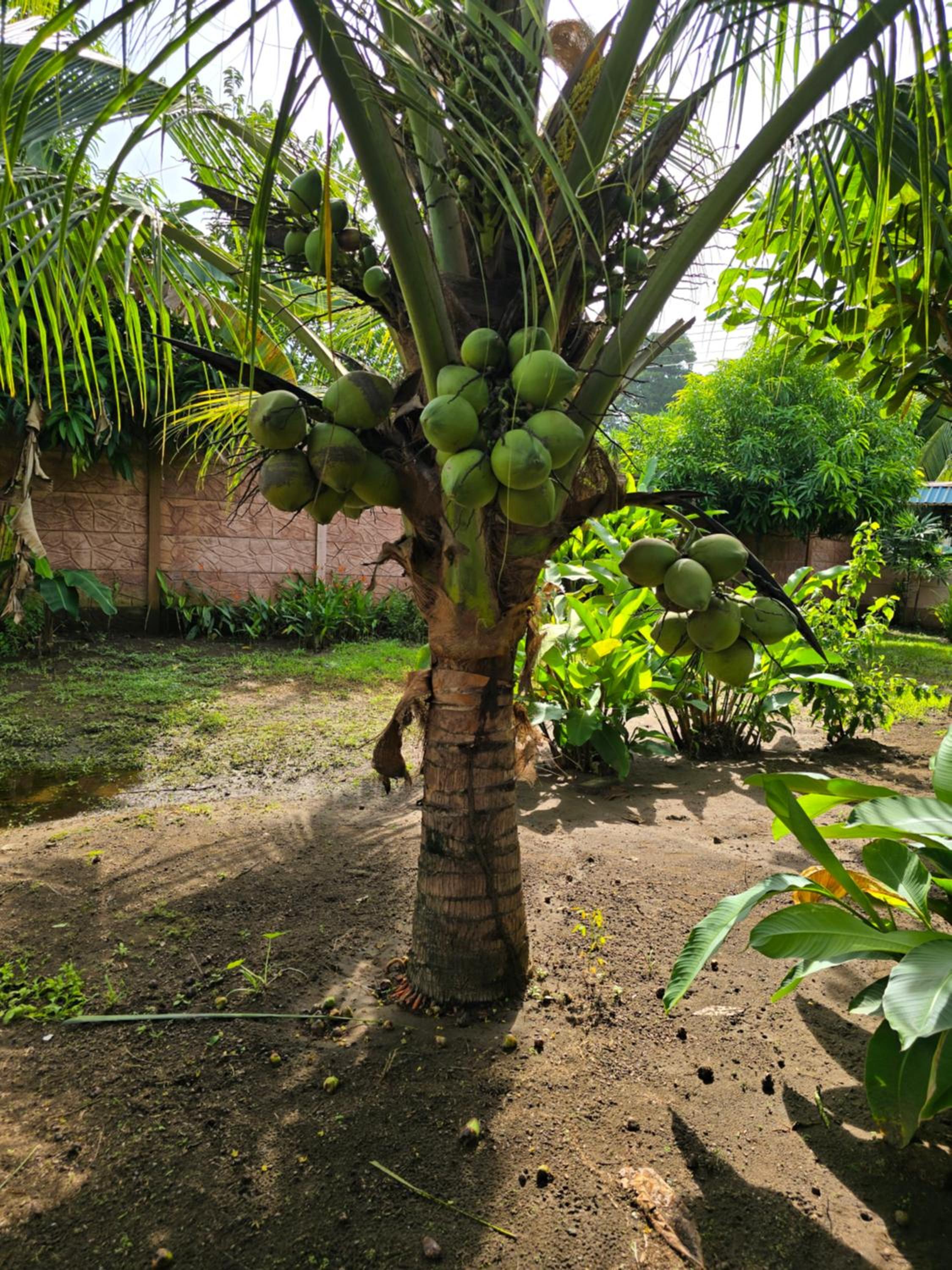 Tortuguero Hill Rooms