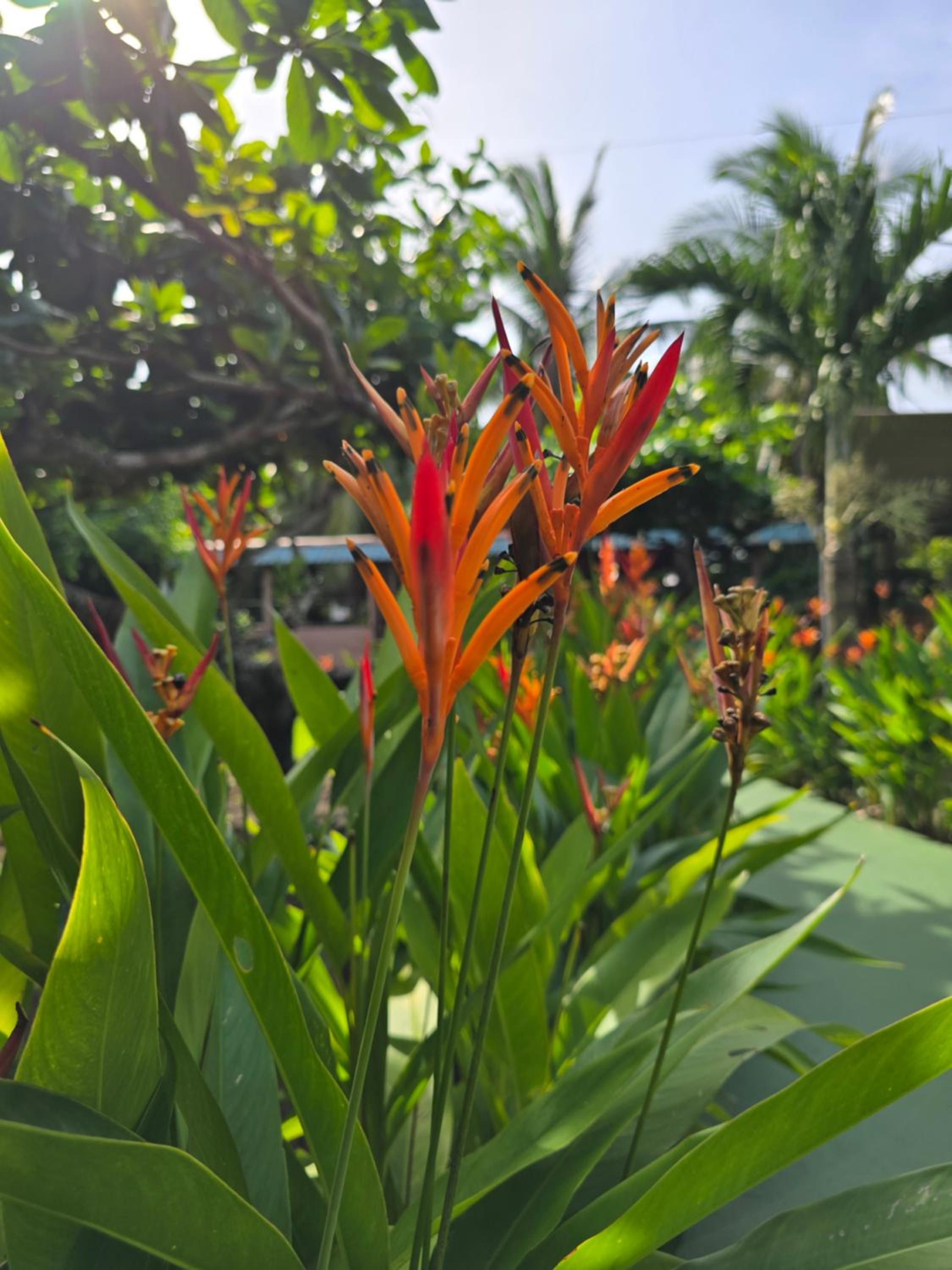 Tortuguero Hill Rooms