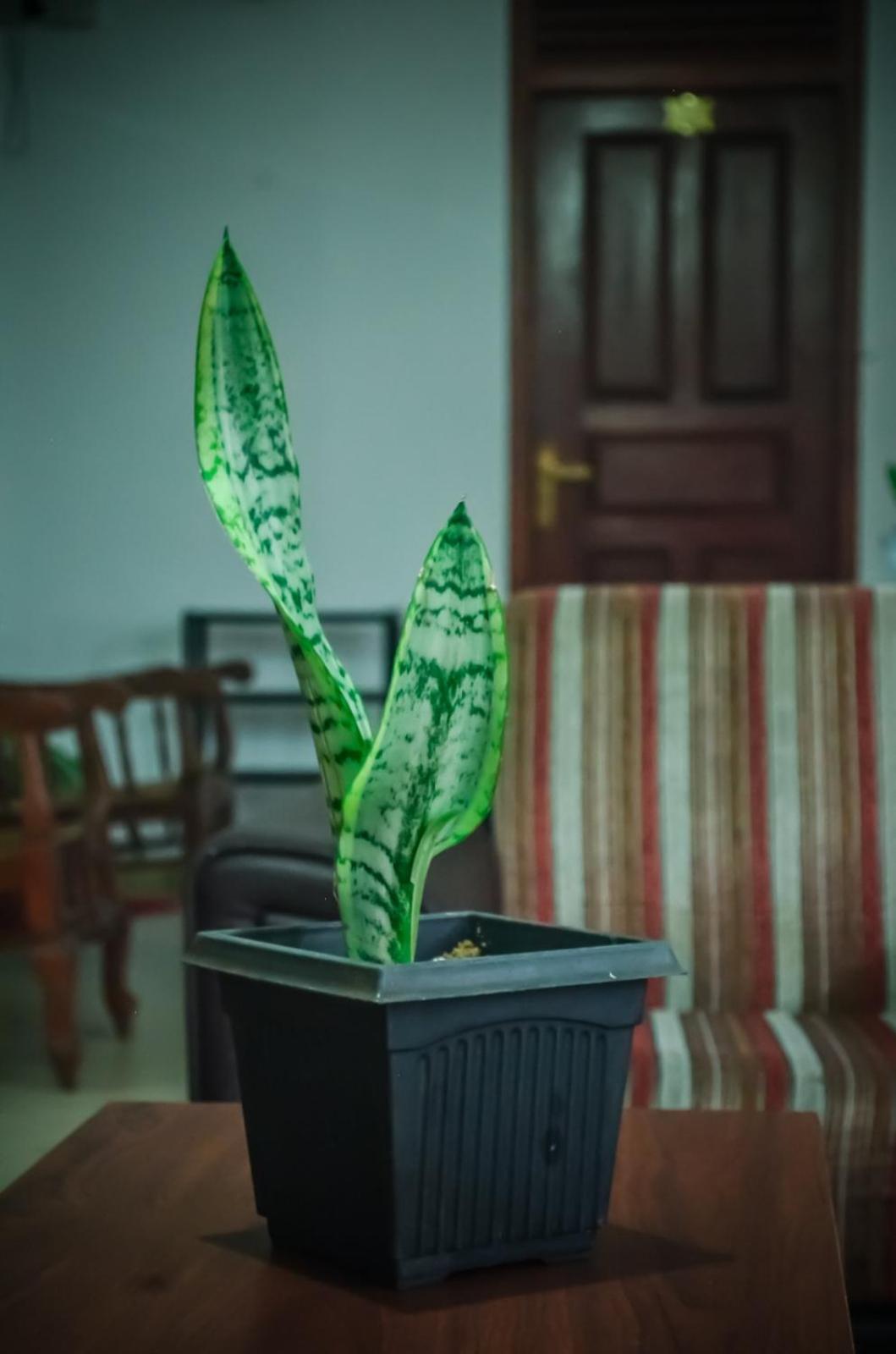 New Blue Home