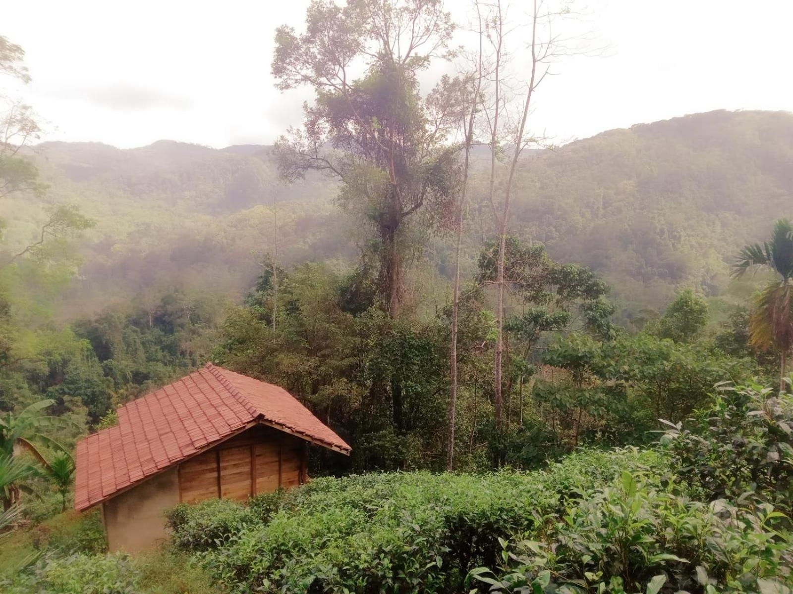 Woodland Hideaway in Sinharaja