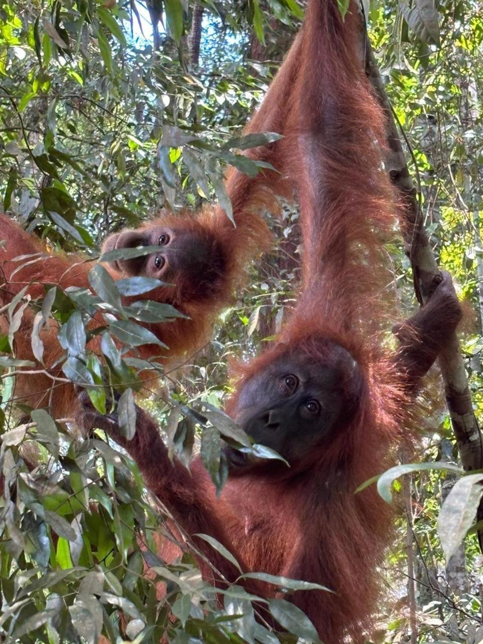 Indra Valley Inn Bukit Lawang