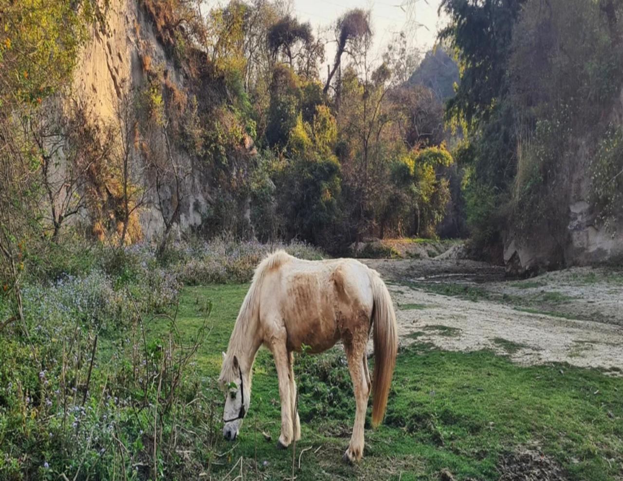 SaffronStays Dalewal Jungle Lodge, Hoshiarpur