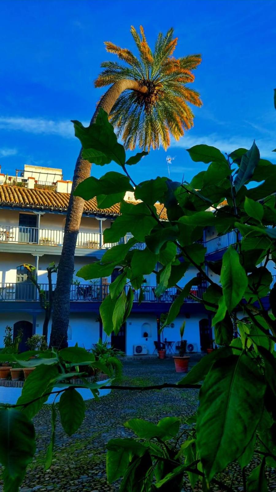 Andalusian Courtyard