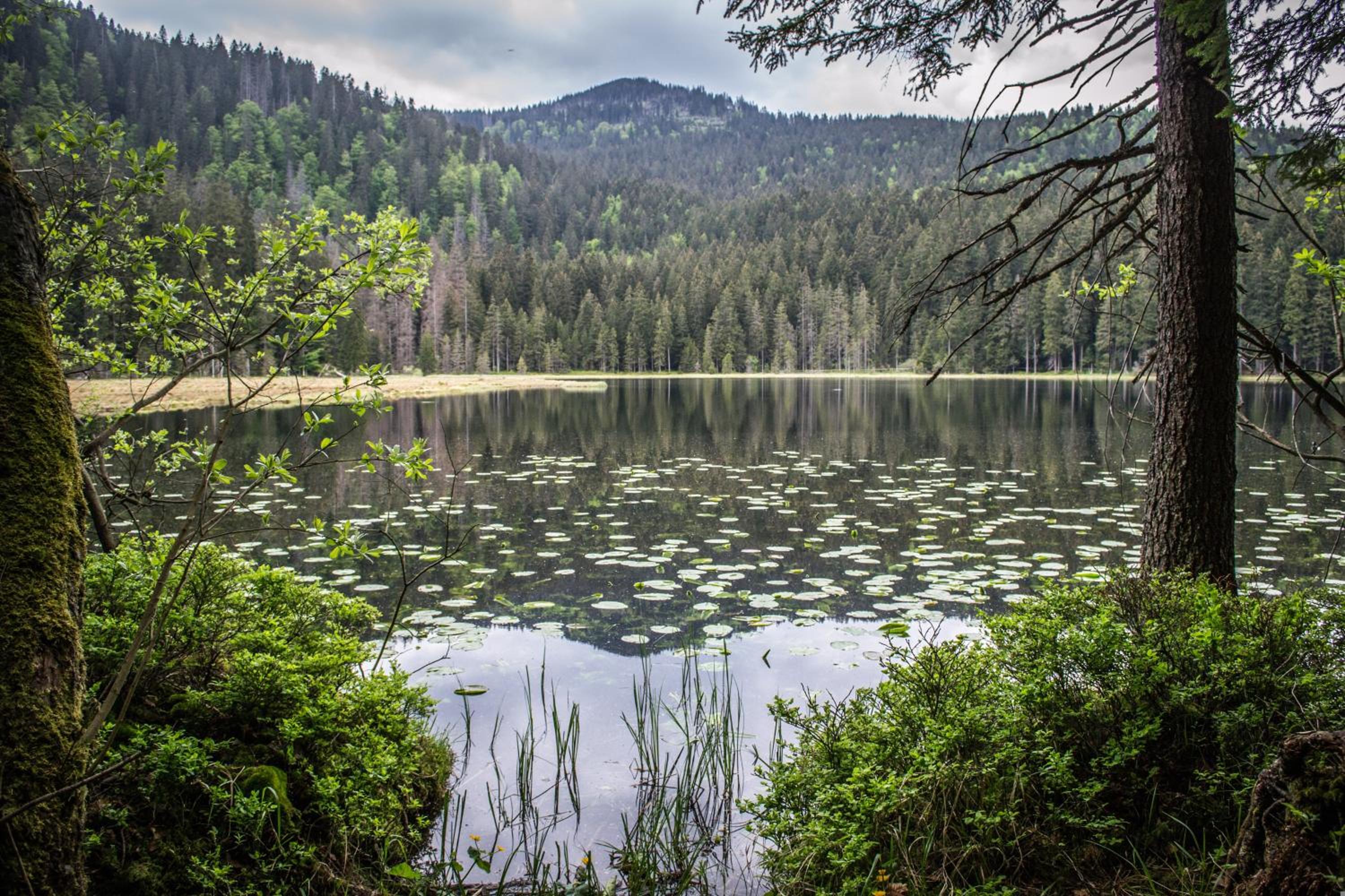 Apartmán REZE Šumava