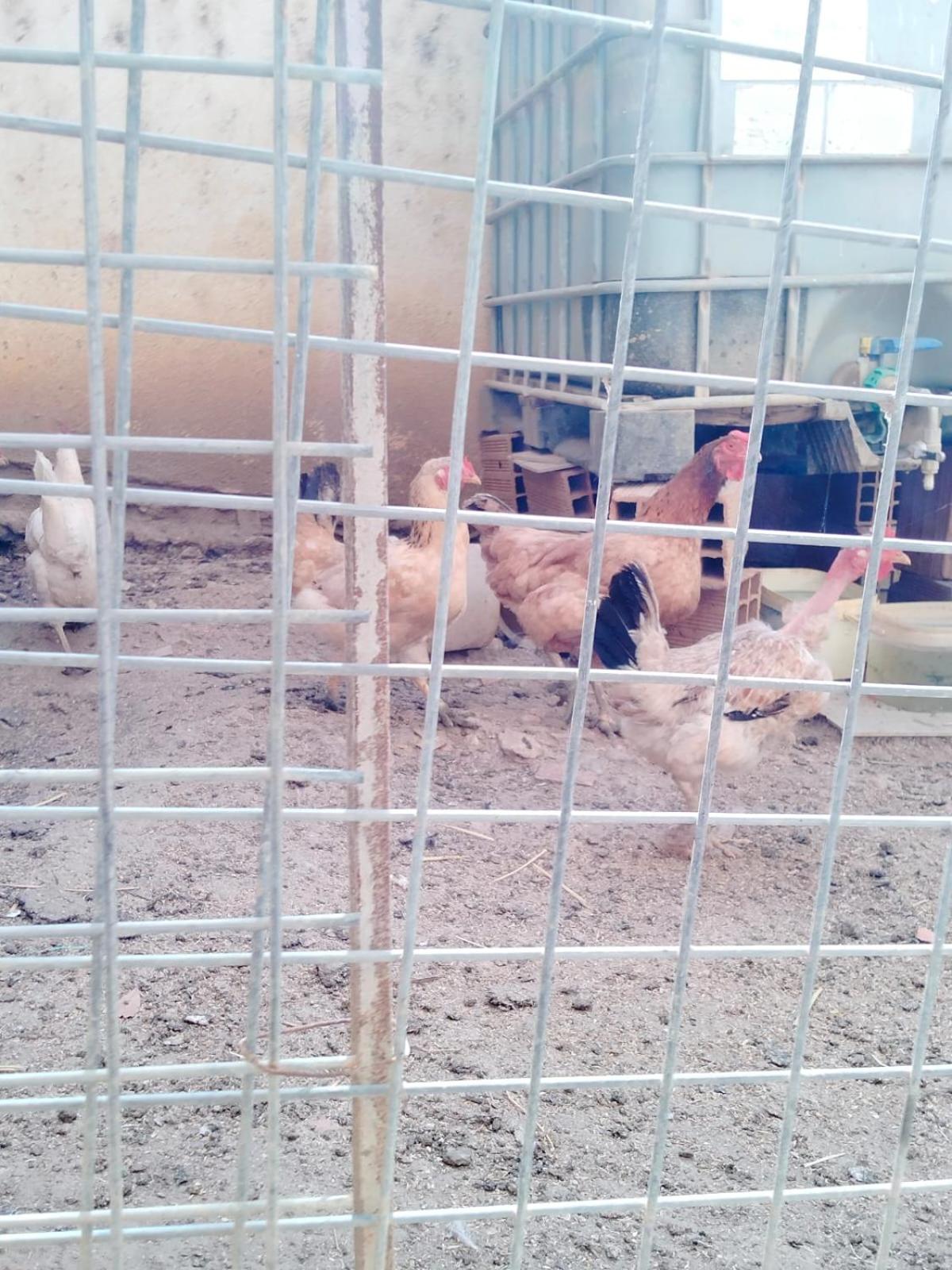 Photo 15