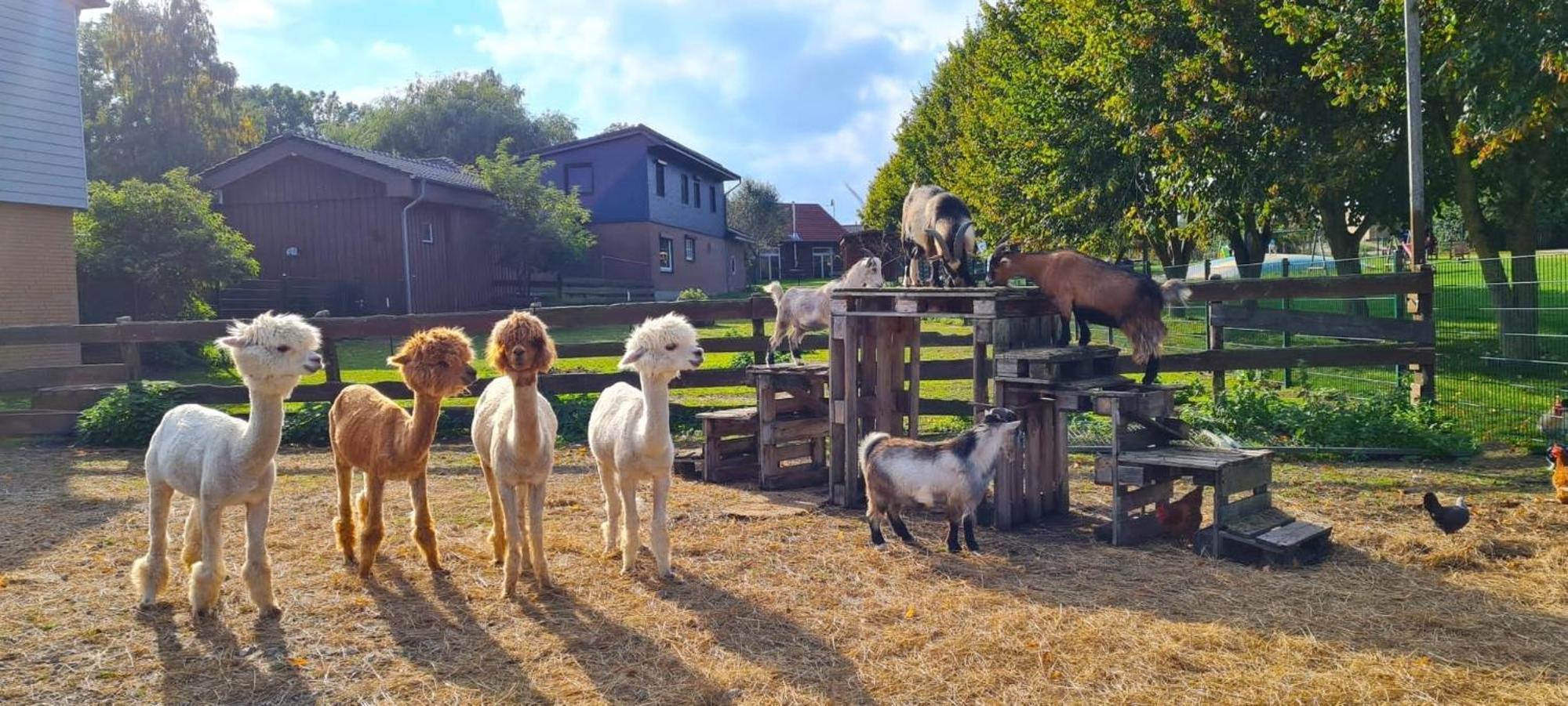 Ferienhaus Mohnblume auf dem Ostsee-Reiterhof, für bis zu 10 Pers