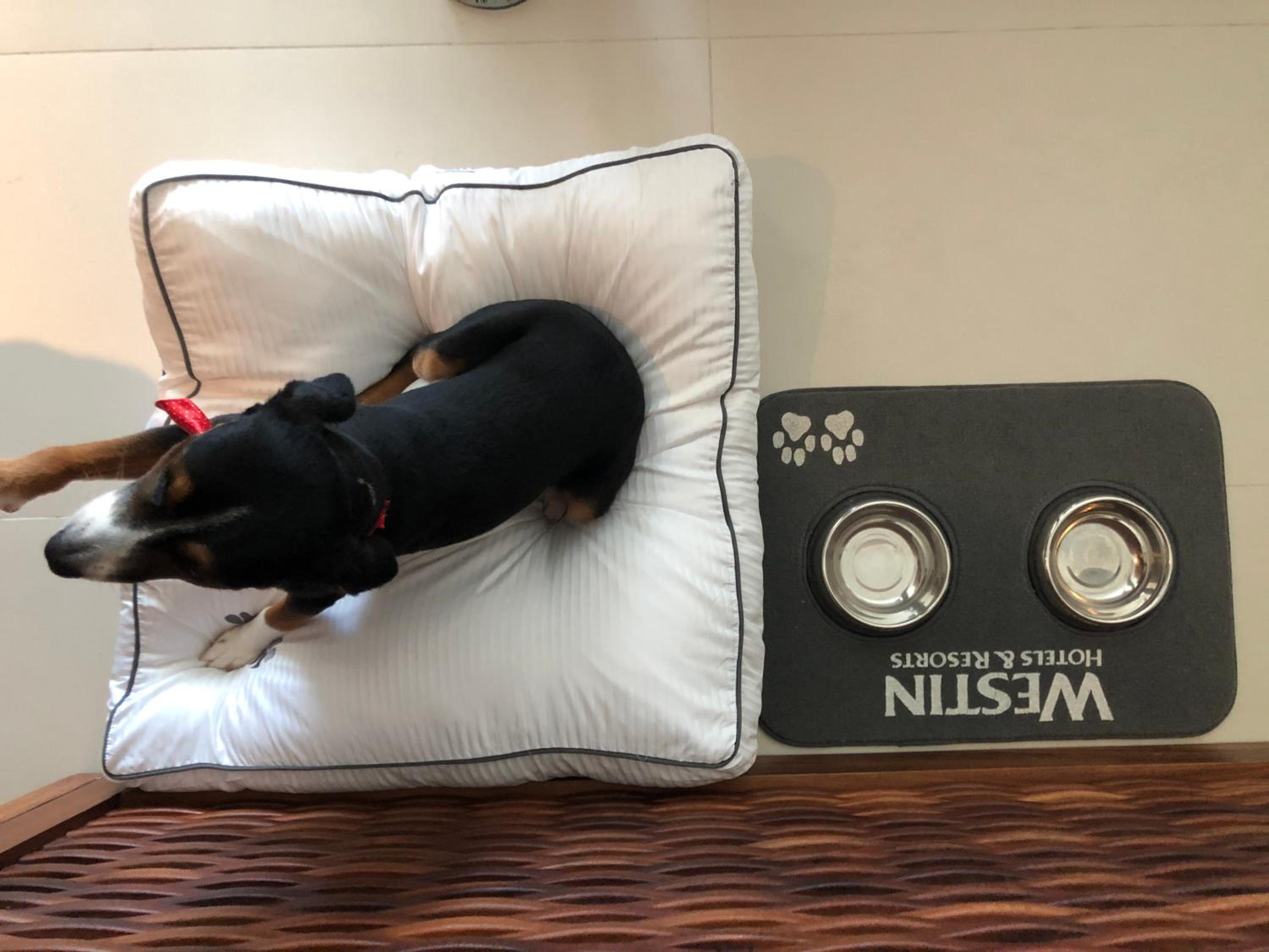 The Westin Cozumel - Property Image 73