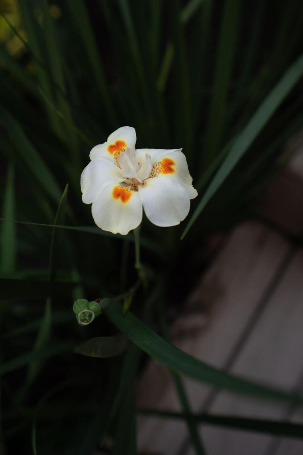 Photo 35