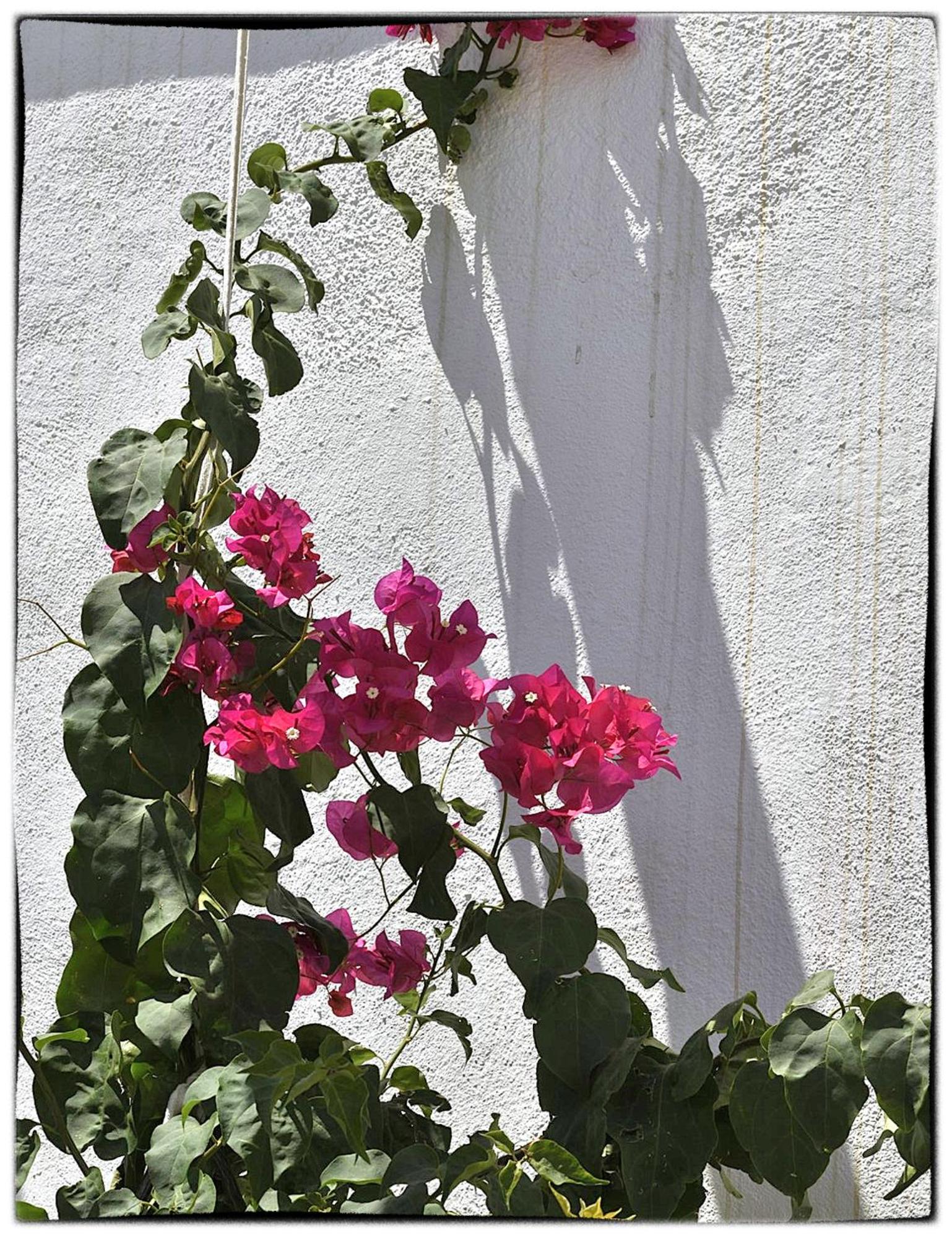 Theasis Sifnos Apartments
