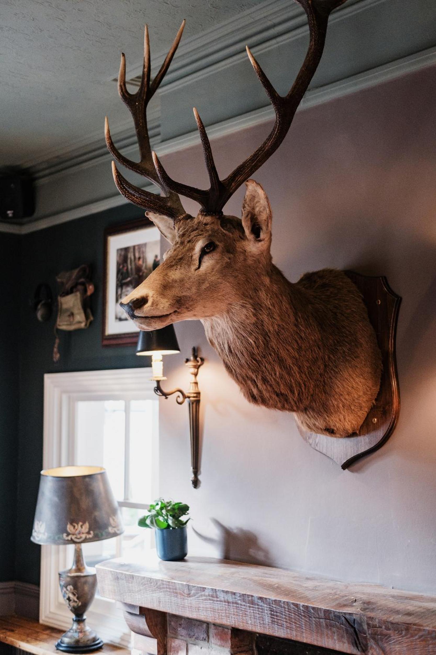 The White Buck
