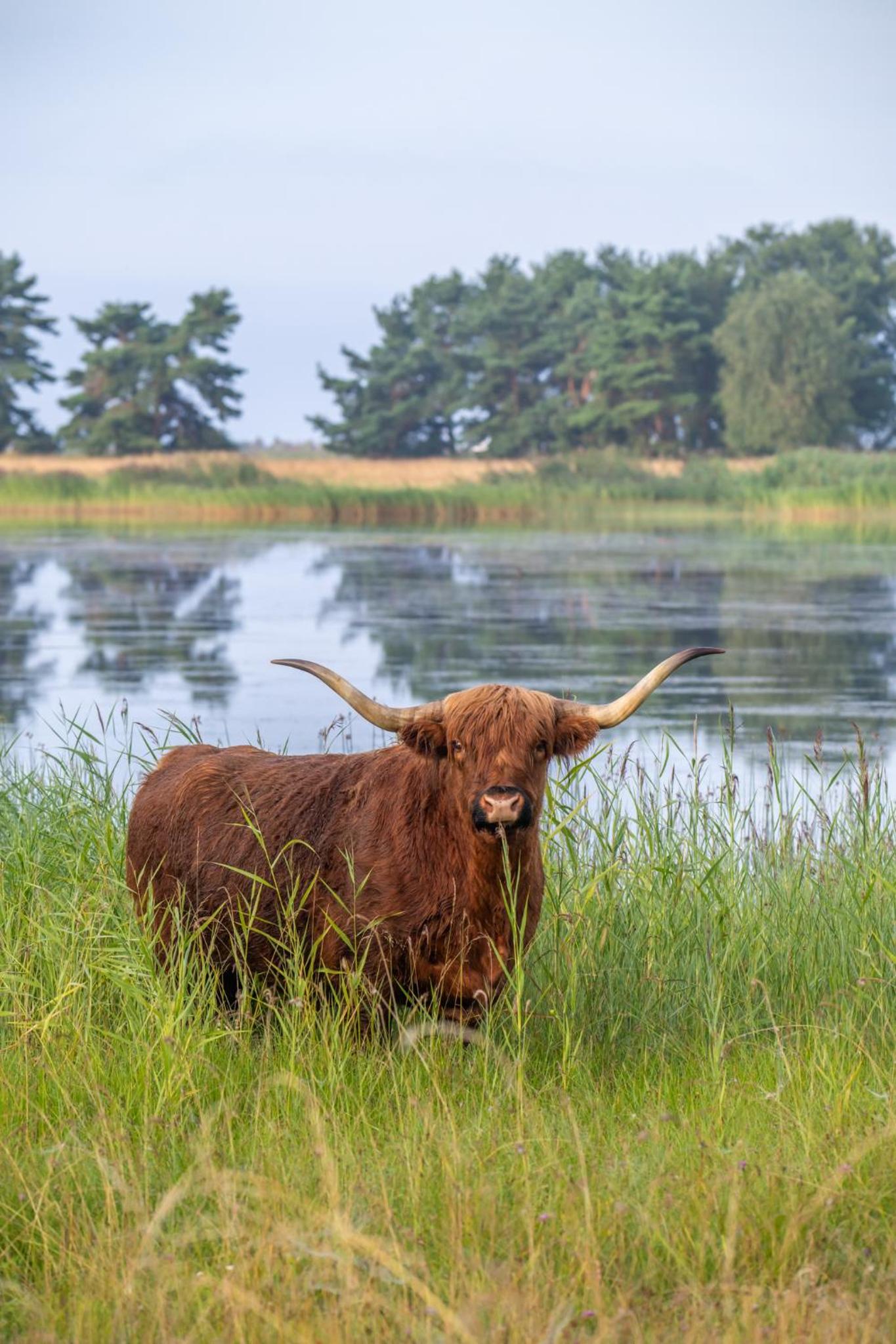 Privaatne glamping, saun ja köögiga maja mere kaldal