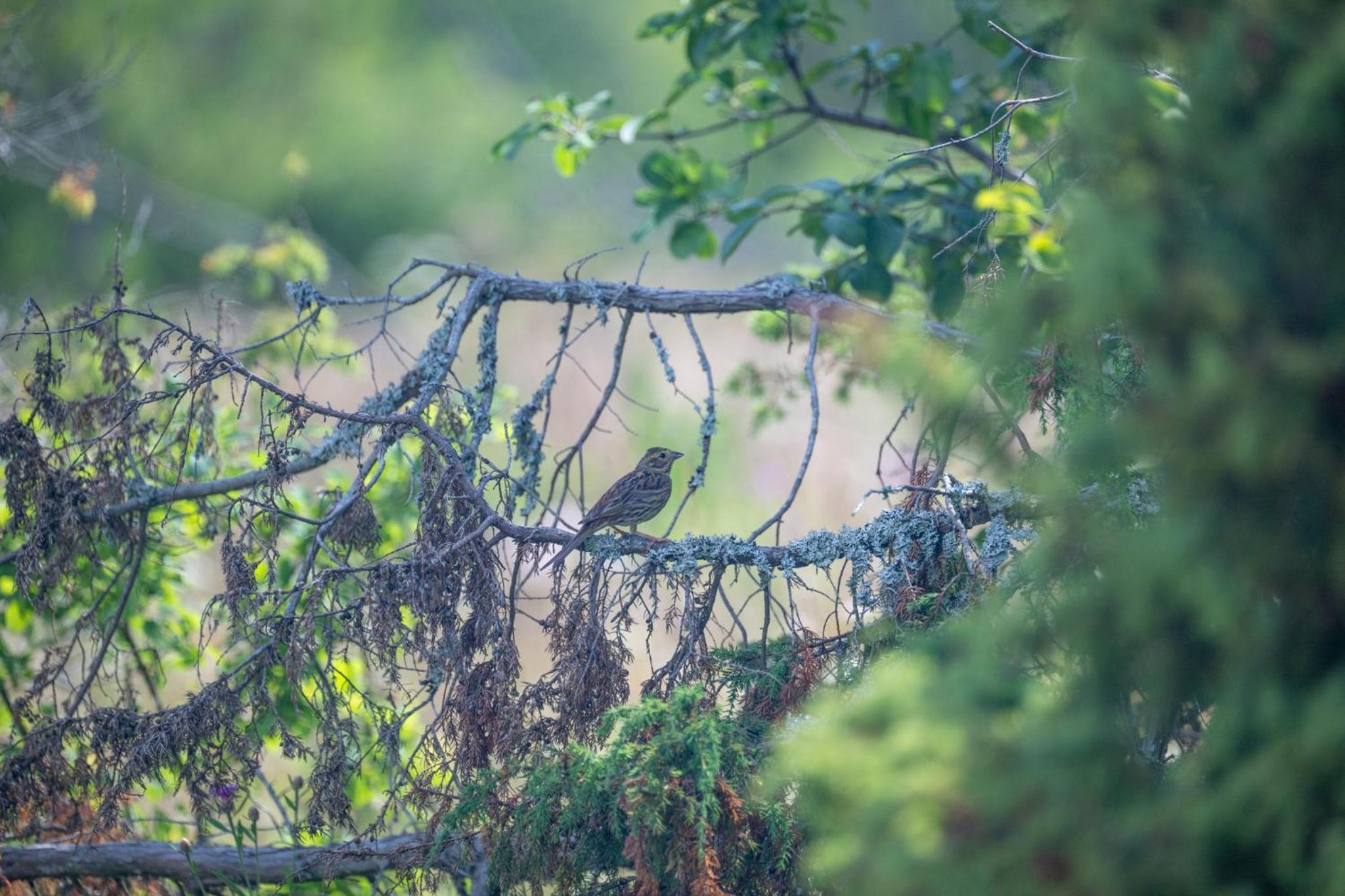 Privaatne glamping, saun ja köögiga maja mere kaldal