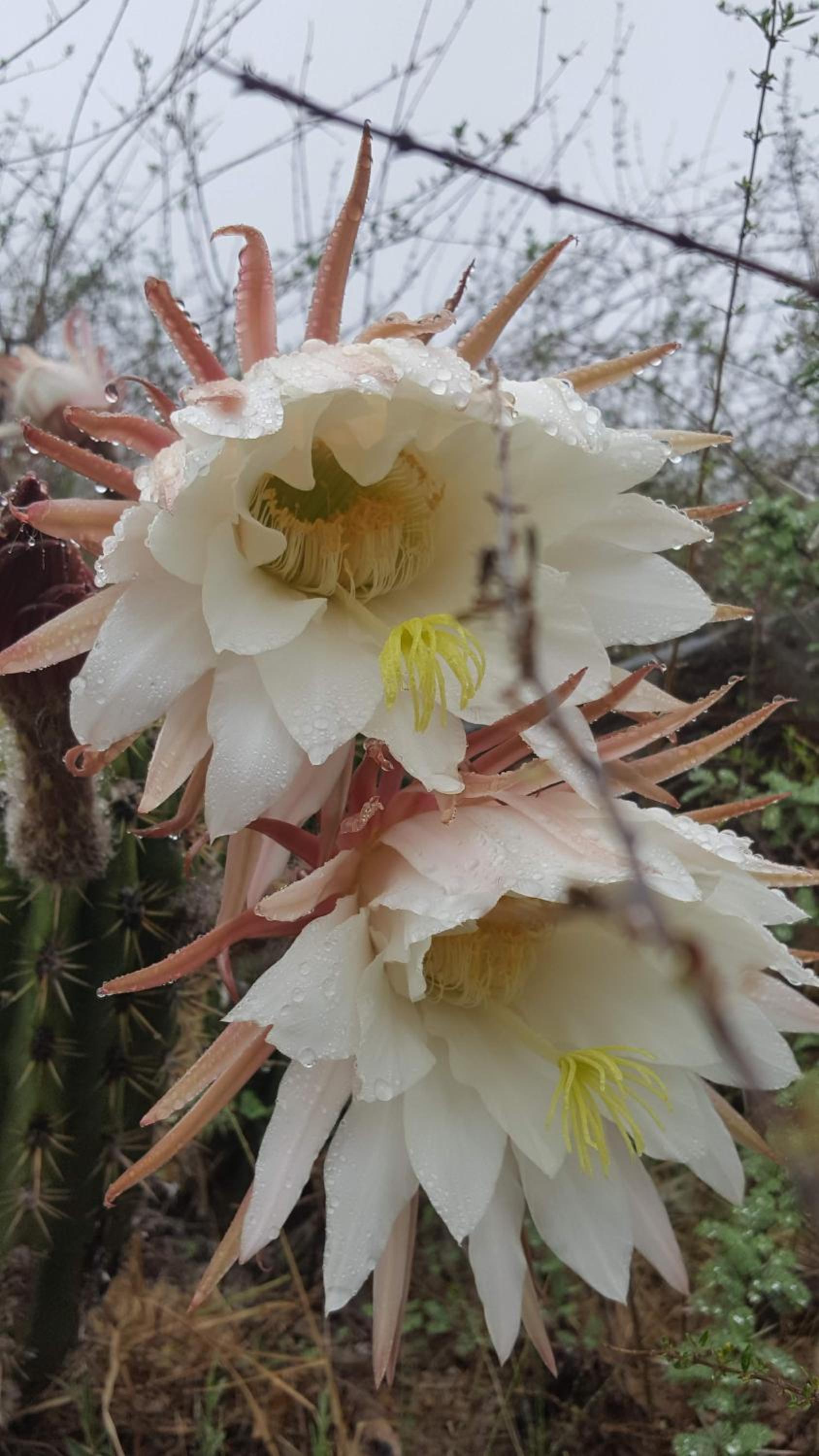 Amawa Domo - escapada romántica en las sierras